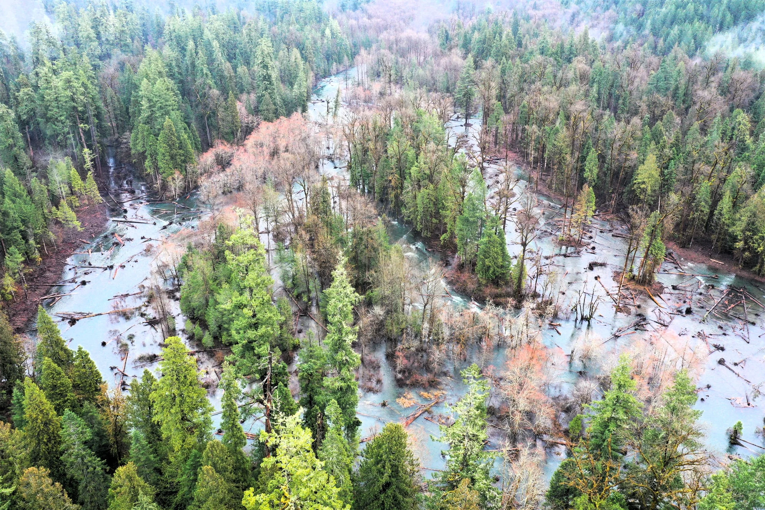 An aerial view of a flooded forest with many trees submerged in water, some fallen, surrounded by dense green forest.