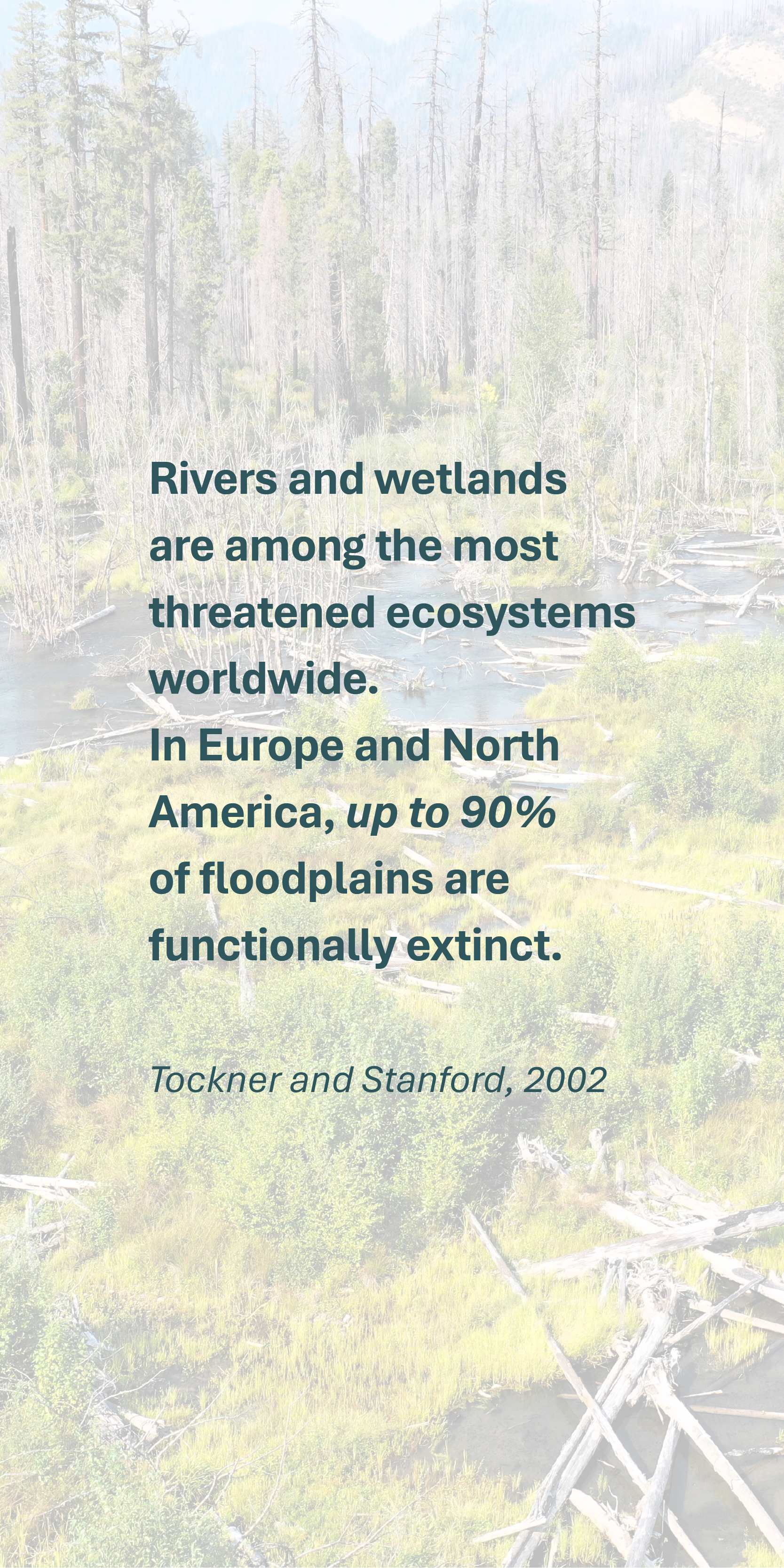 A natural wetland with a river running through a forested area, surrounded by trees and lush greenery.