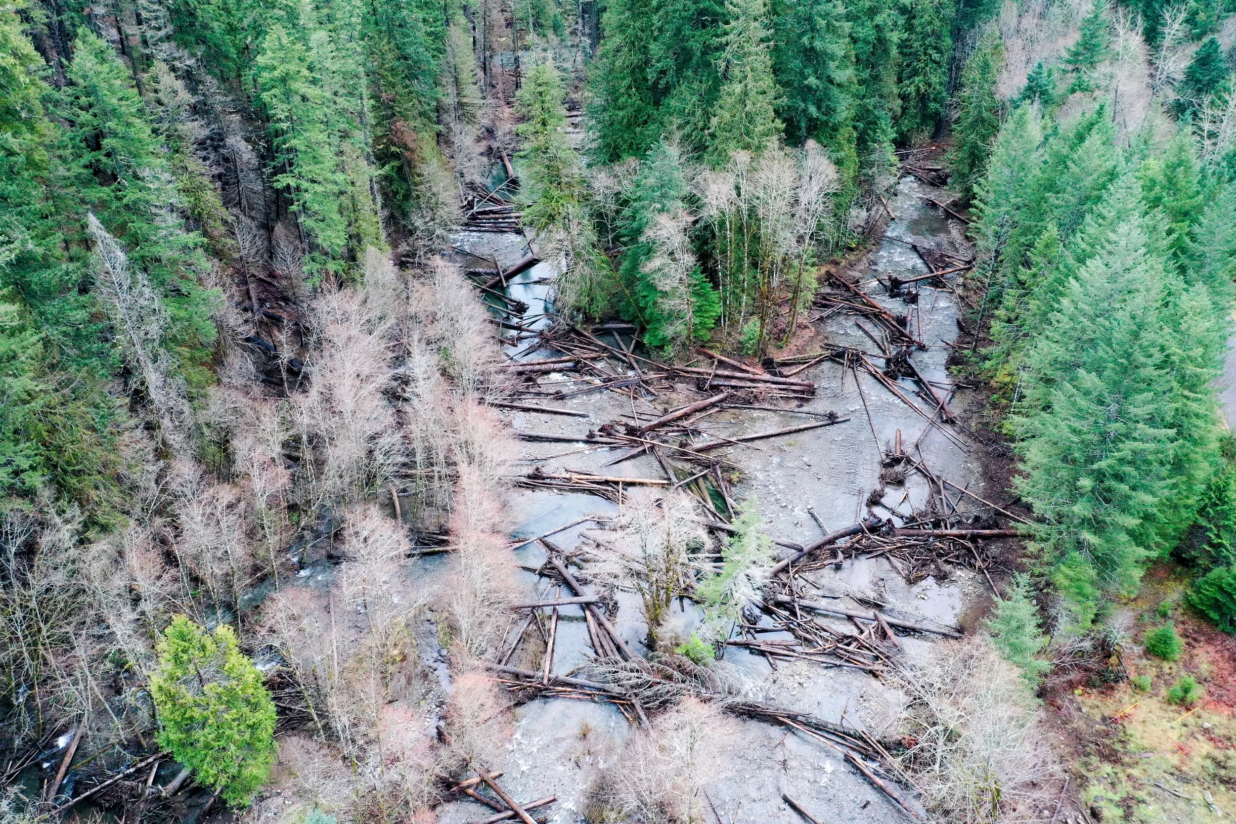 An aerial view of a forested area with a river running through it, heavily affected by a recent flood or landslide, with numerous fallen trees across the river and surrounding landscape.