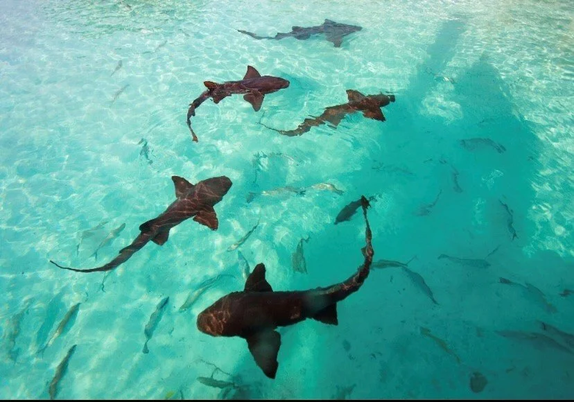 Up-close moments with Belize's vibrant marine life