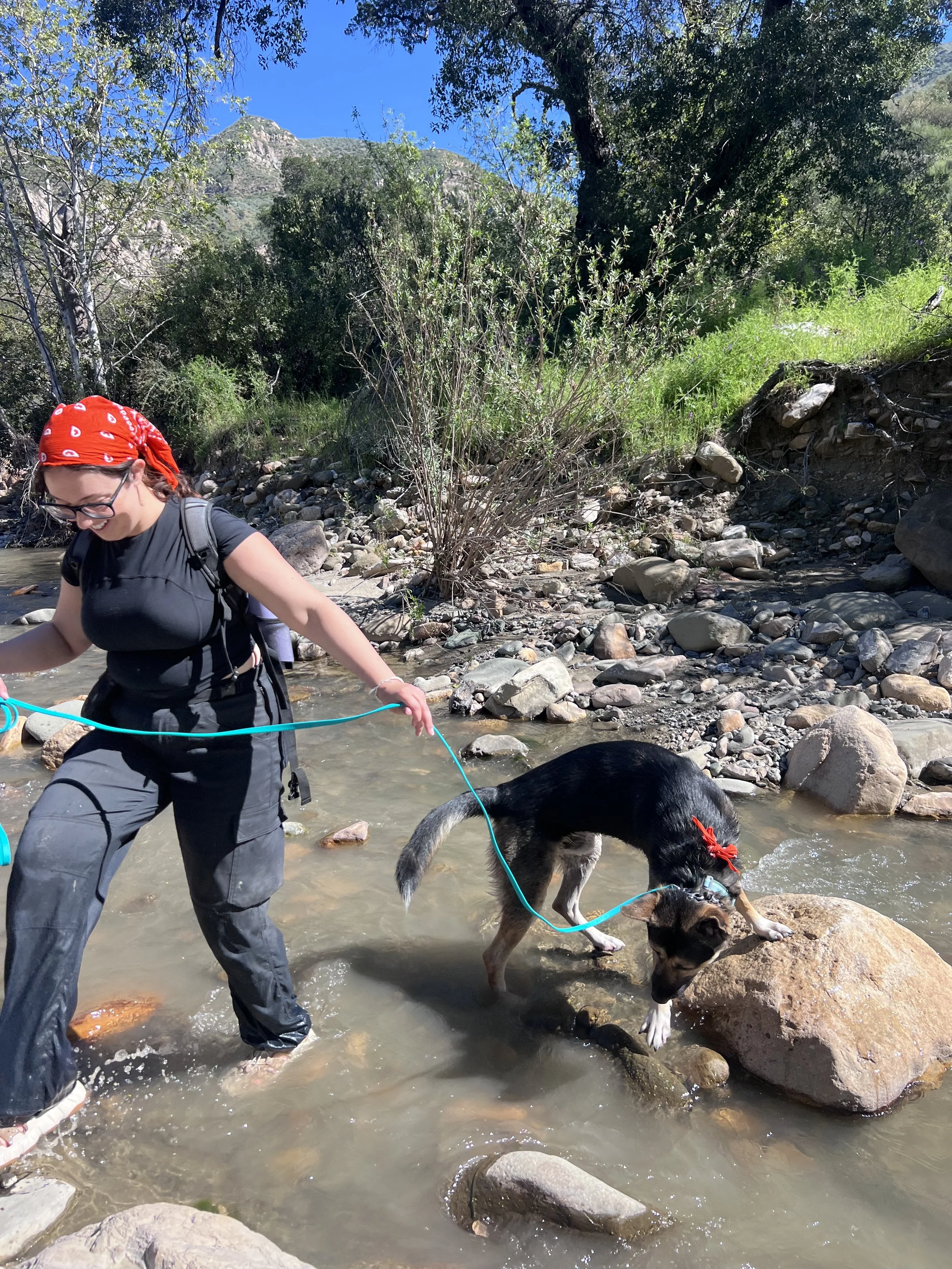 A person with glasses and a red bandana is standing in a shallow rocky creek, holding a blue leash attached to a black and brown dog with a red bow on its head, as the dog explores a large rock in the water surrounded by other rocks, trees, and green