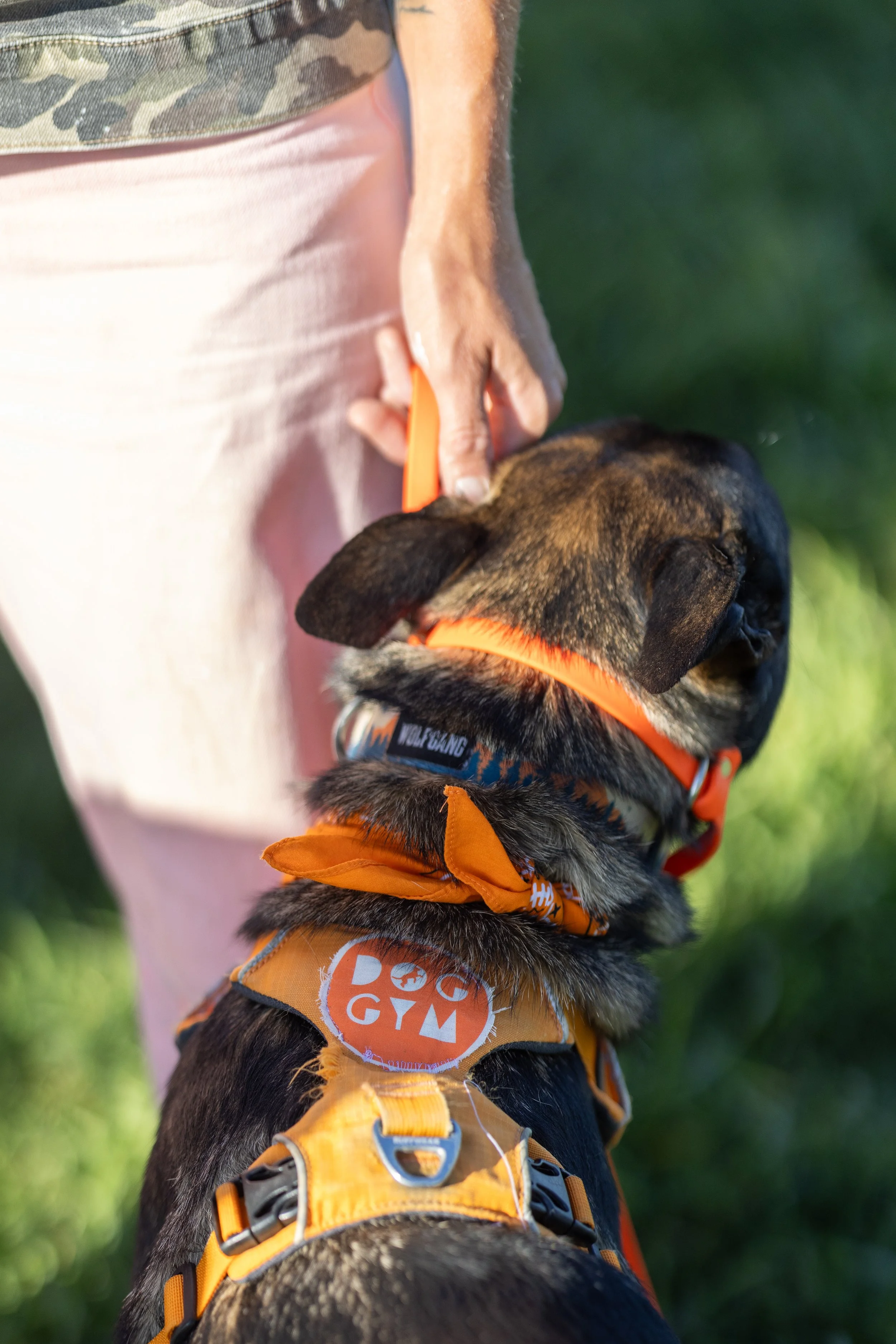 A person with pink shorts and a camouflage shirt holding a brown and black dog on a leash. The dog is wearing an orange harness and bandana with a logo that reads "Dog Gym." The person is holding an orange leash in their hand, and they are outdoors with green grass in the background.