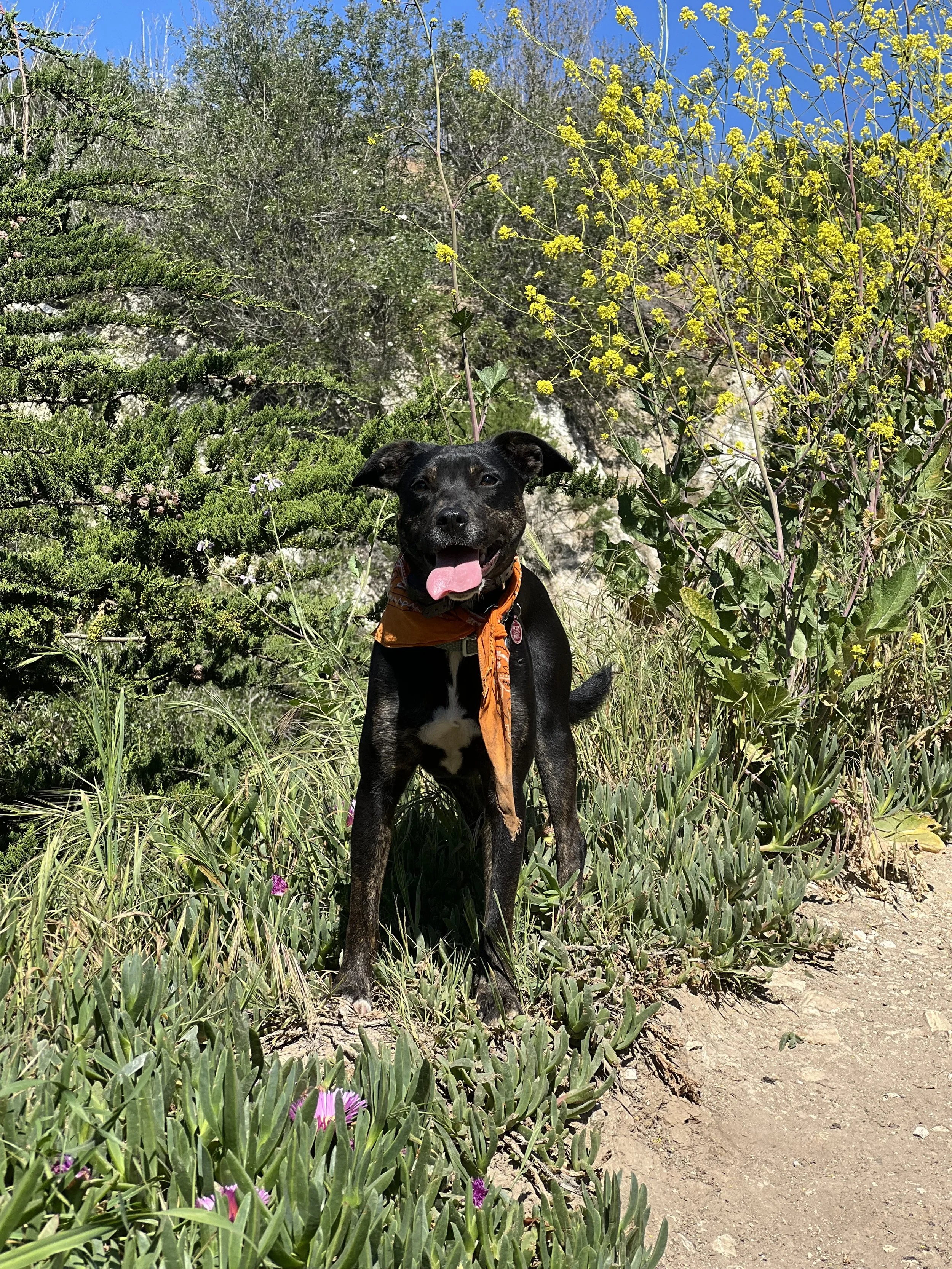 A black dog with a brown bandana sitting outdoors among green plants and yellow flowers, with a bright blue sky in the background.