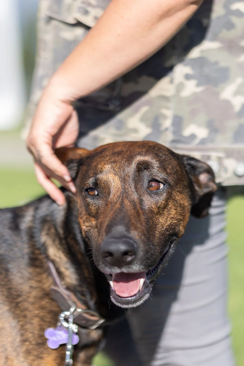 A person petting a smiling, brown and black brindle dog outdoors on a sunny day.