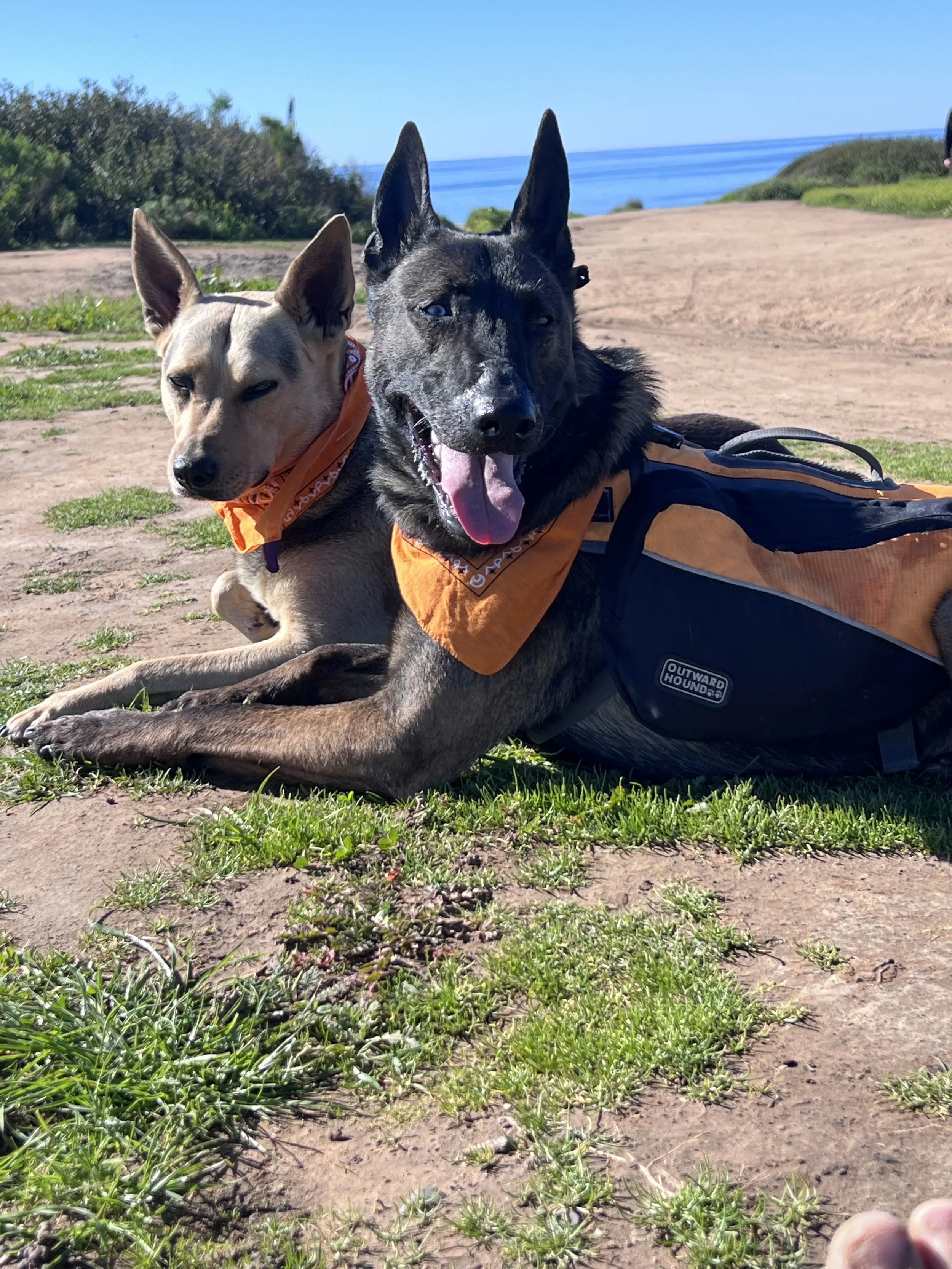 Two dogs lying on grass and dirt near a beach or coastline, with a blue sky and ocean in the background. One dog is black and wearing an orange harness, while the other is tan with a bandana.