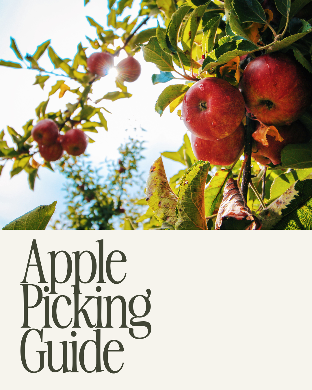 Apple Picking Pittsburgh