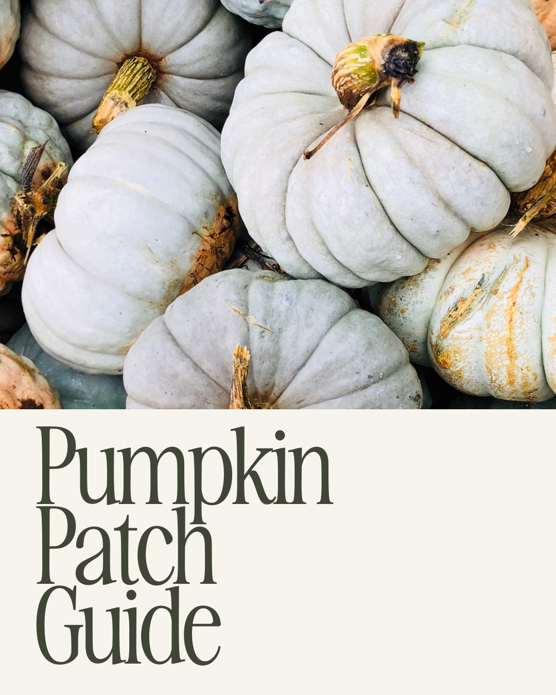 Pumpkin Patch Guide