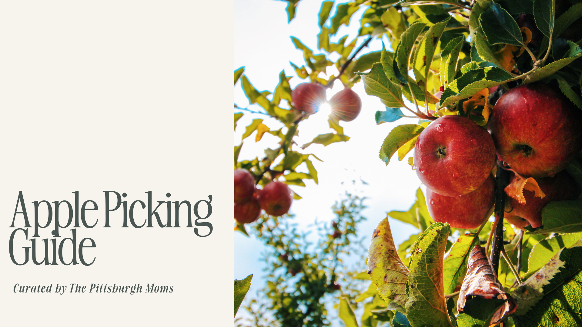 Apple Picking Guide