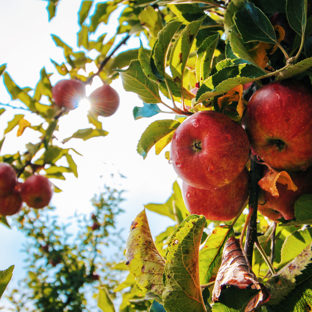 Apple Picking Guide