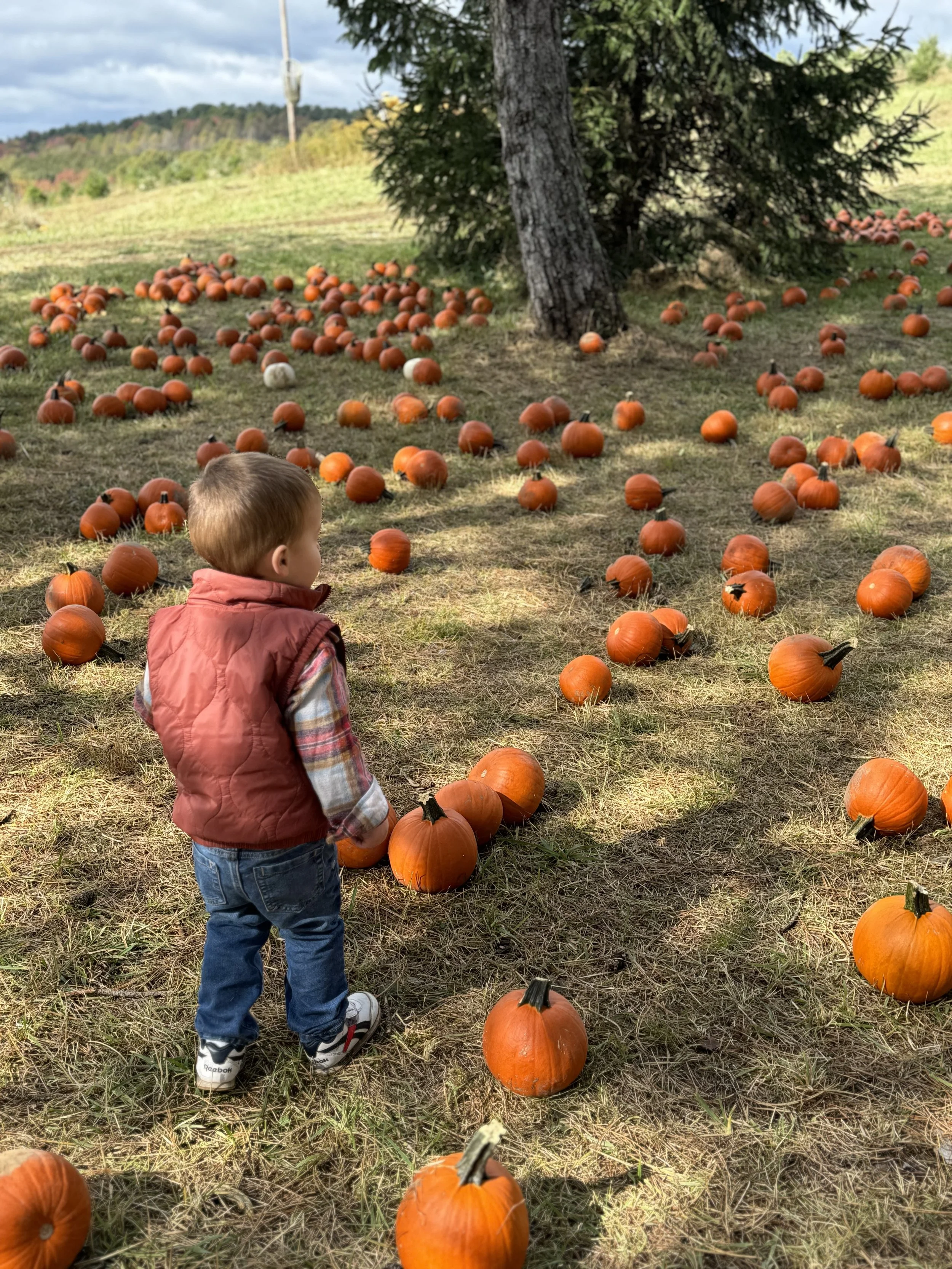Hozak pumpkin patch