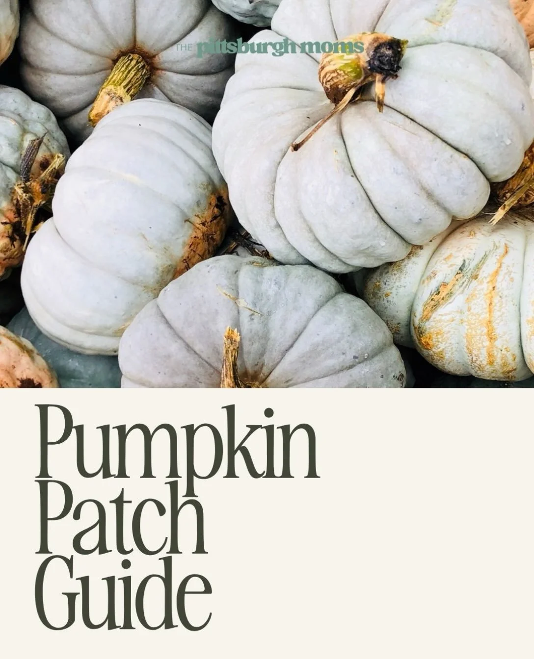 Oh my gourd! It&rsquo;s not too late to grab a pumpkin (or two or three). Head to our link in bio for the FULL GUIDE on all the best patches! (Although we won&rsquo;t tell anyone if you grab them from Costco either 👻)

.
.
#pumpkinpatches #halloween