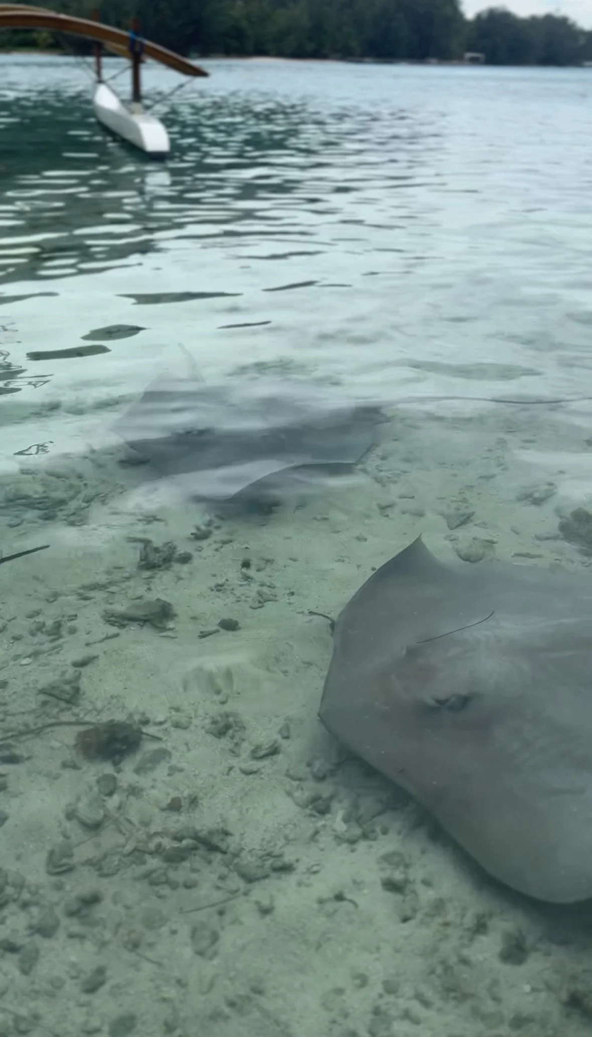 Marine life underwater, including rays or fish near the sandy ocean or lake floor, with a boat on the water surface and trees in the background.