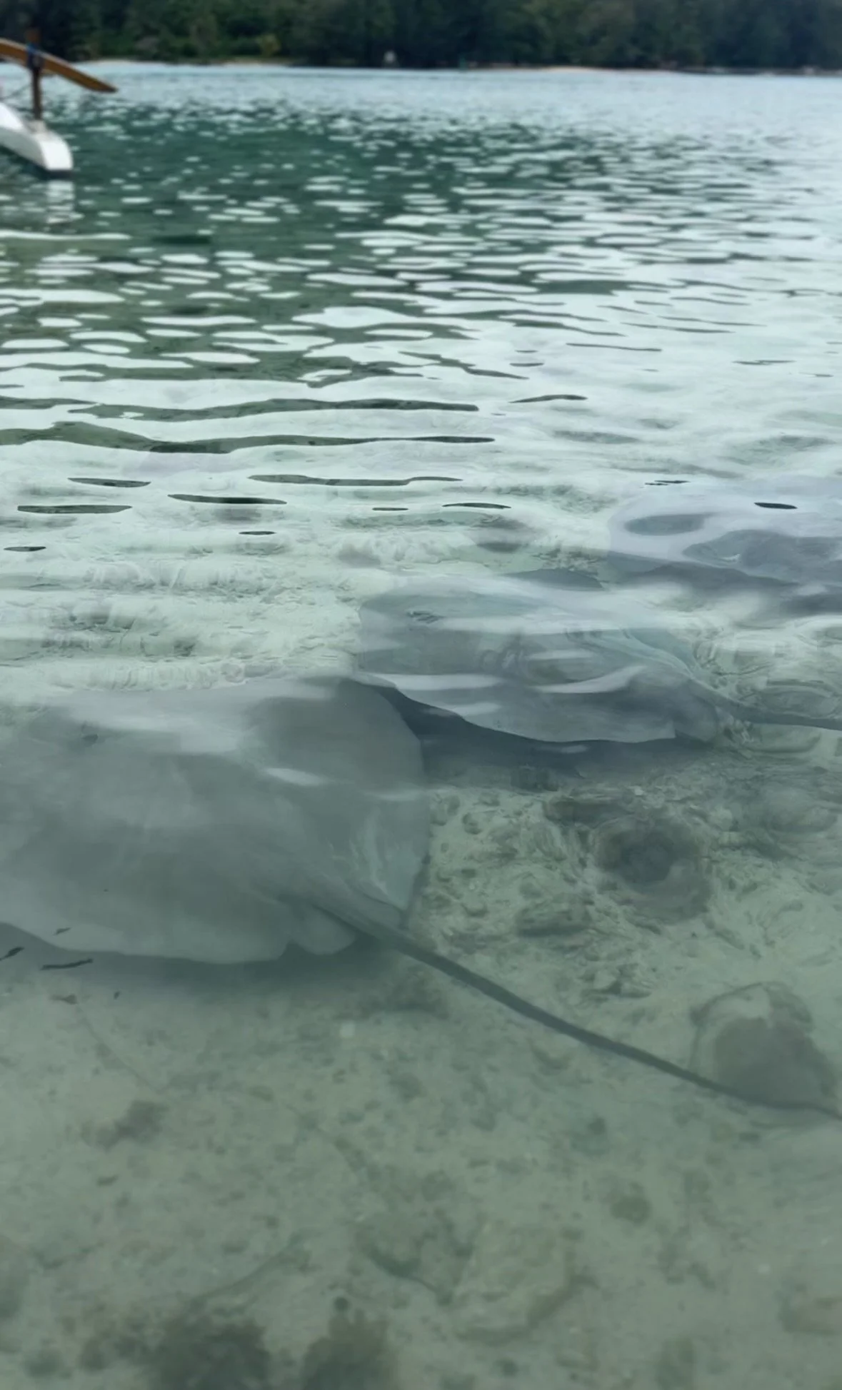A shallow, clear body of water with a stingray resting on the sandy bottom near the shoreline, with a boat in the background.