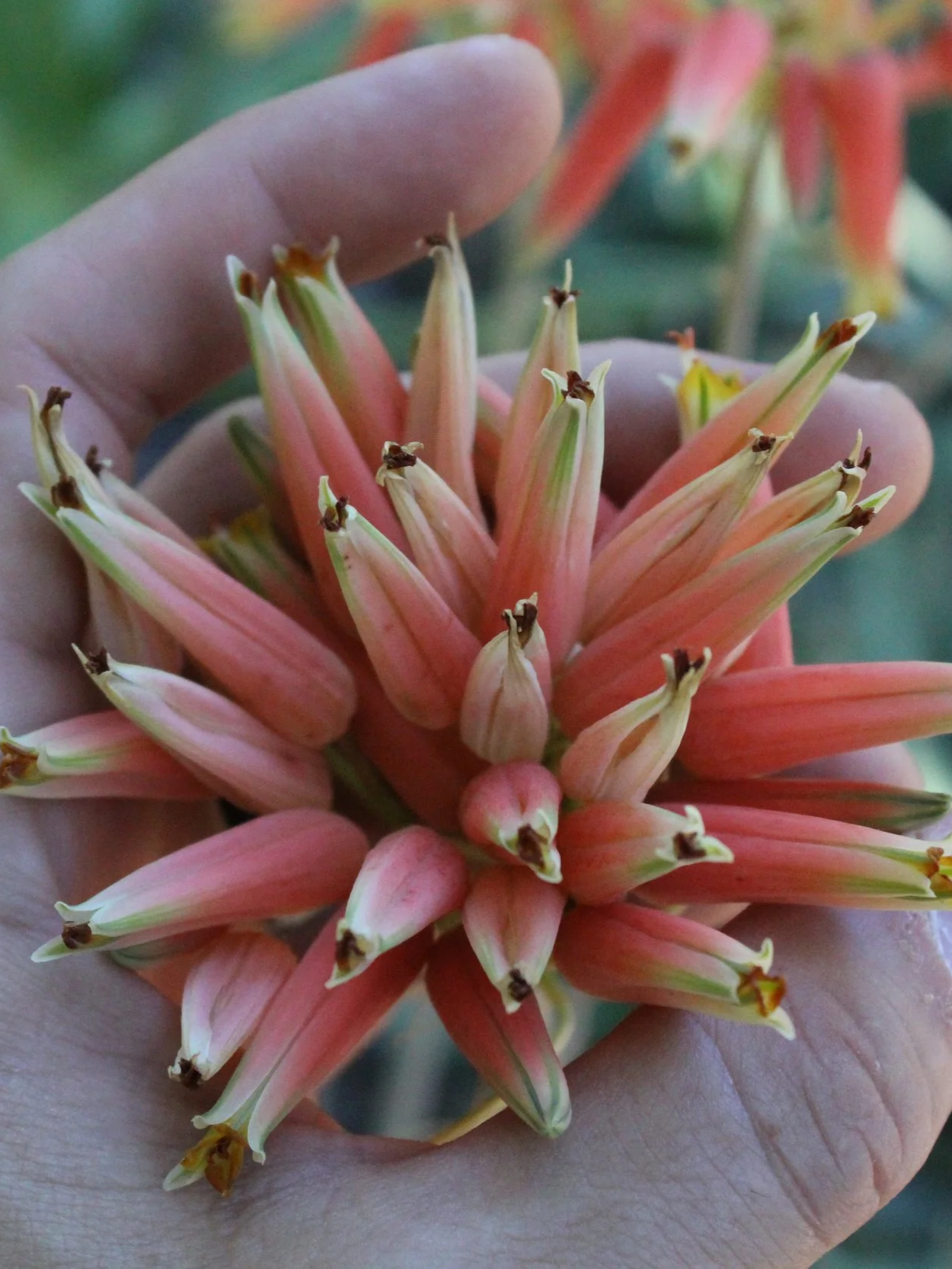 Close-up of a hand holding a cluster of pink and green flowers.