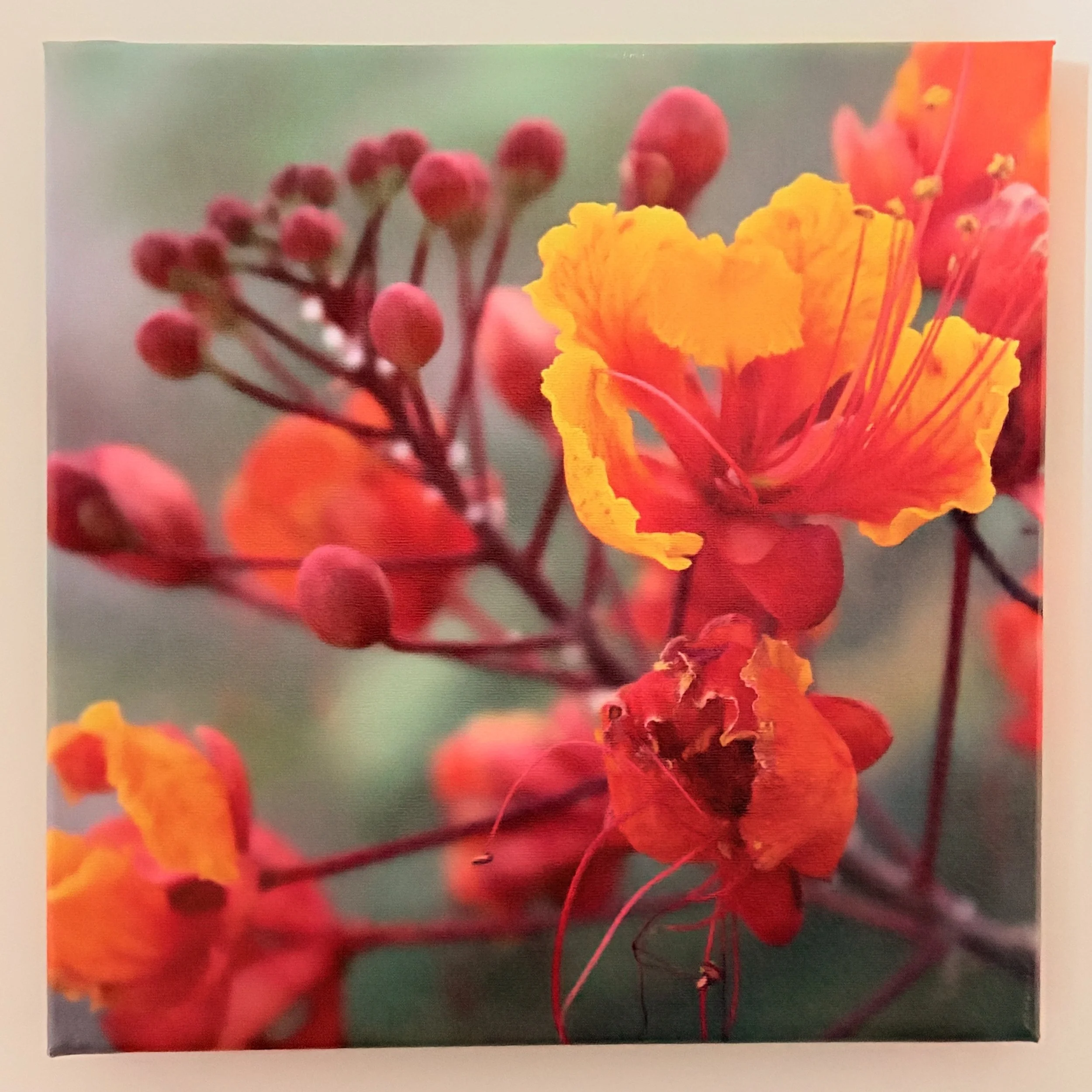 Bird - of - Paradise Canvas Print