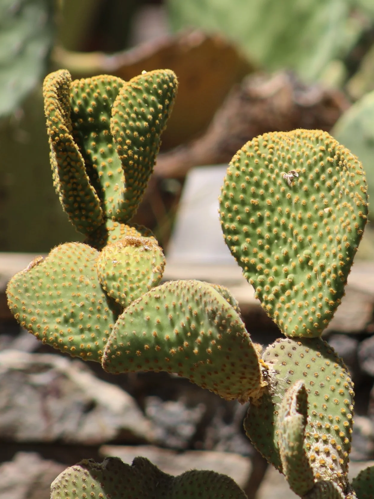 Close-up of green prickly pear cactus pads with yellowish spines, some with small holes, on a blurred natural background.