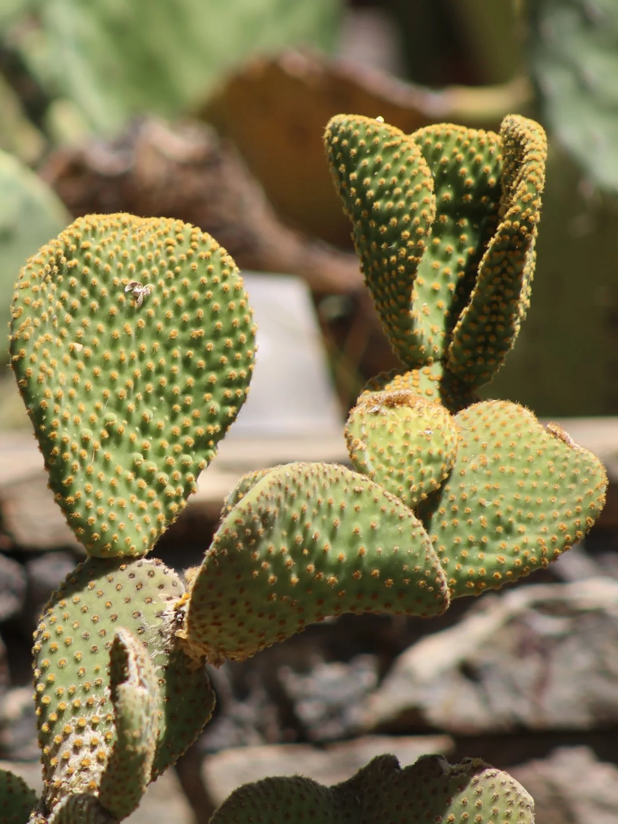 Close-up of prickly pear cactus pads with yellow spines, in sunlight, with blurred natural background.