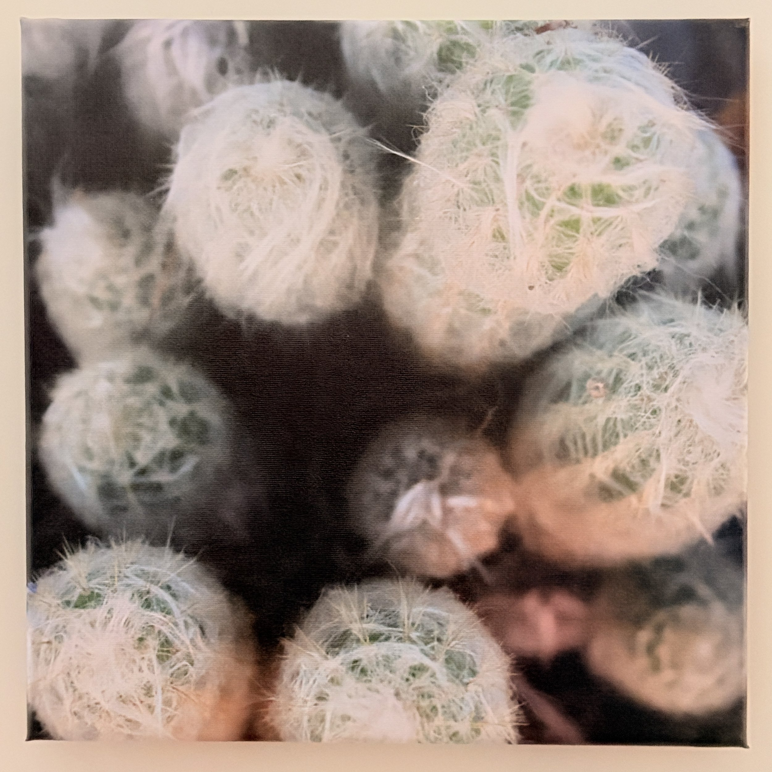 Espostoa Cactus Canvas Print