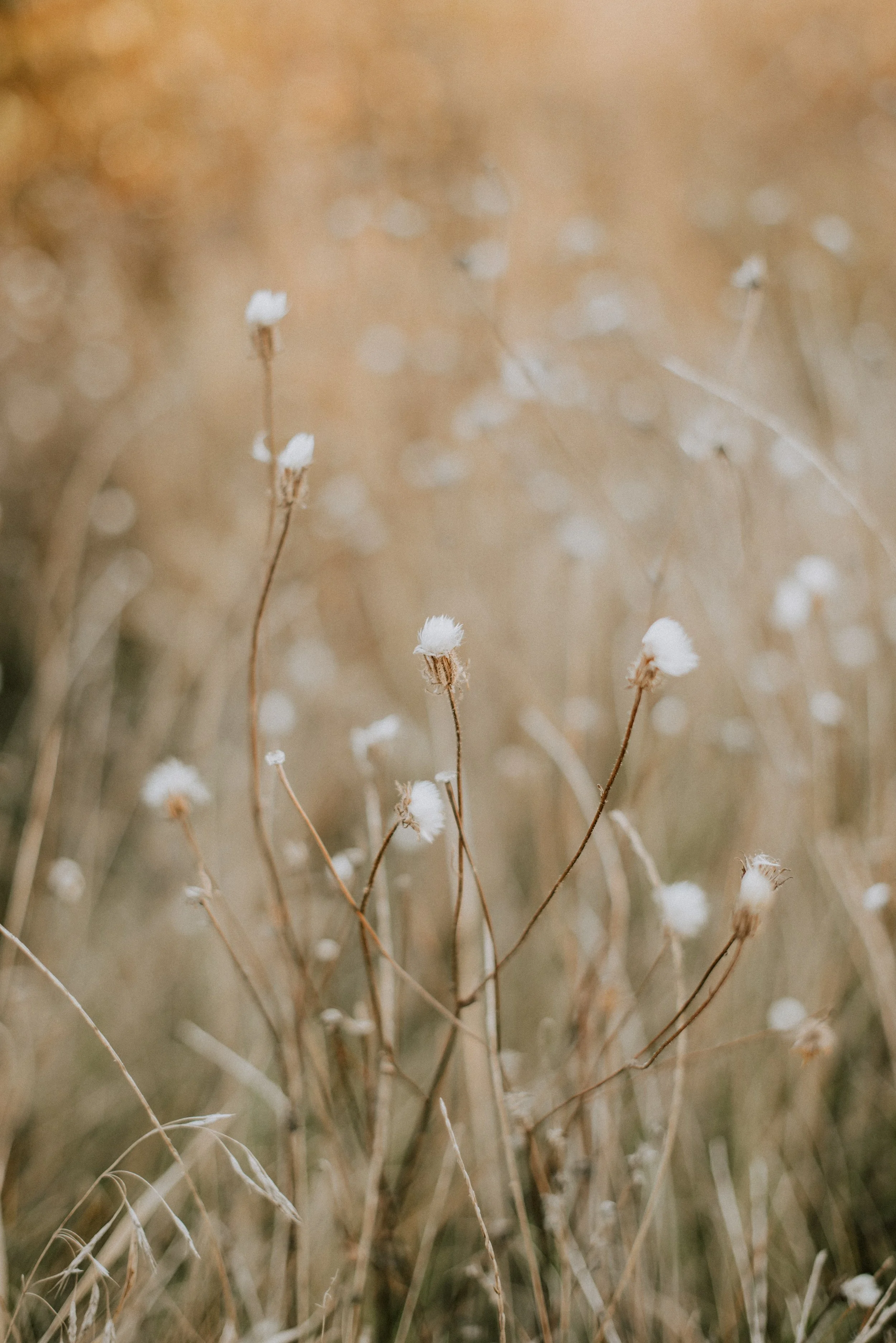 Dry plants with white cotton-like seed heads in a field with a blurred background of similar plants.