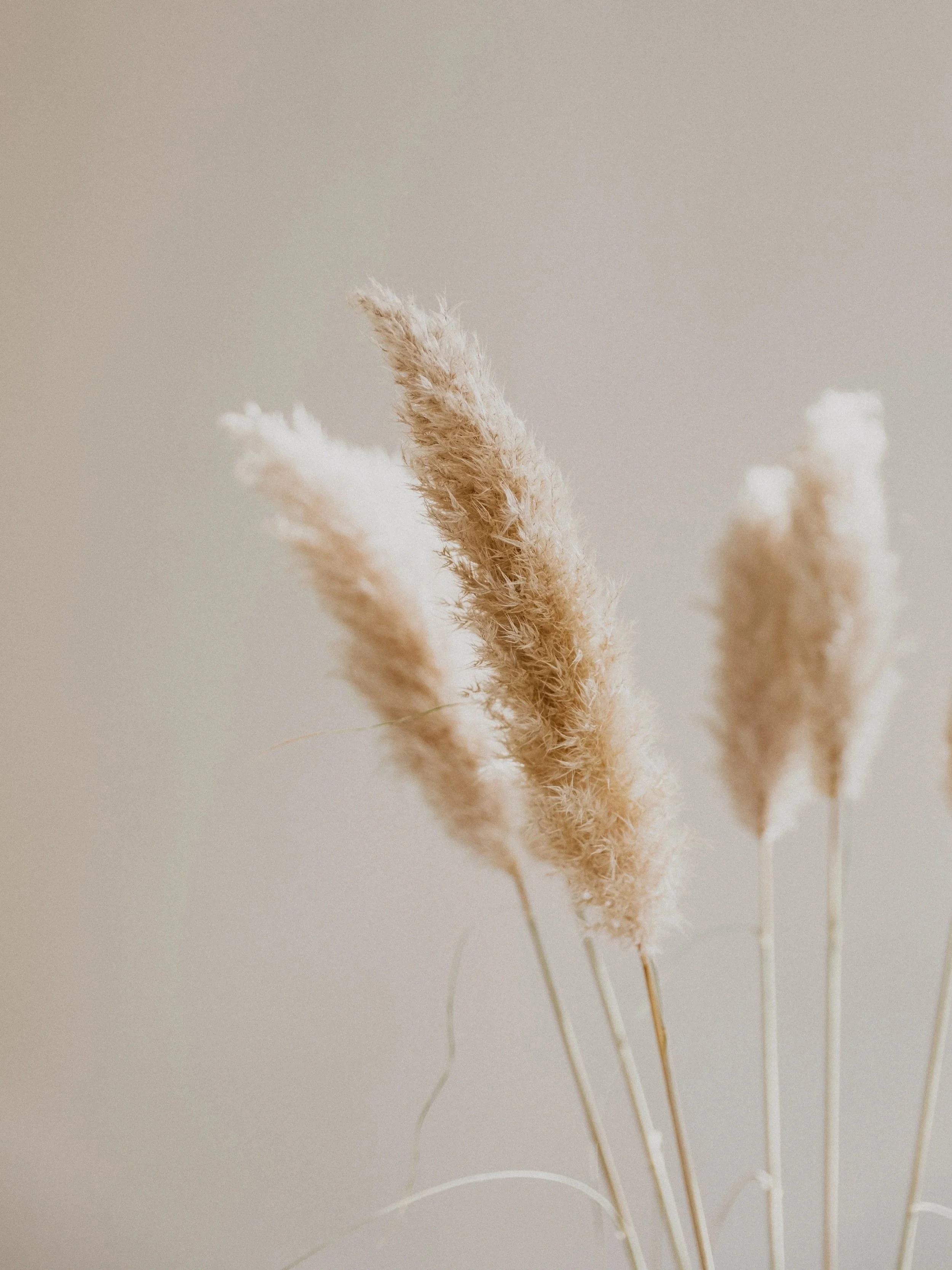 Close-up of beige pampas grass stalks against a plain, neutral background.