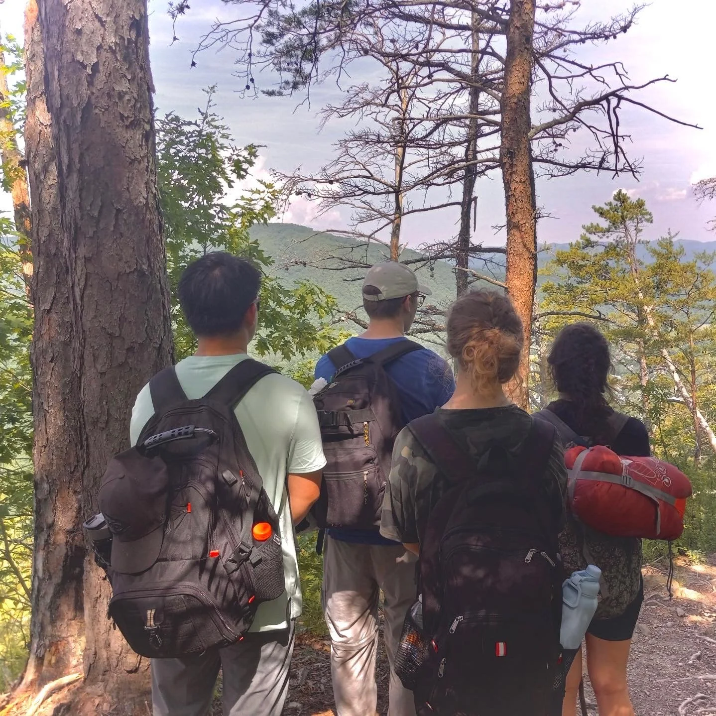 Four hikers with backpacks standing on a forest trail, looking at the mountain landscape and trees ahead.