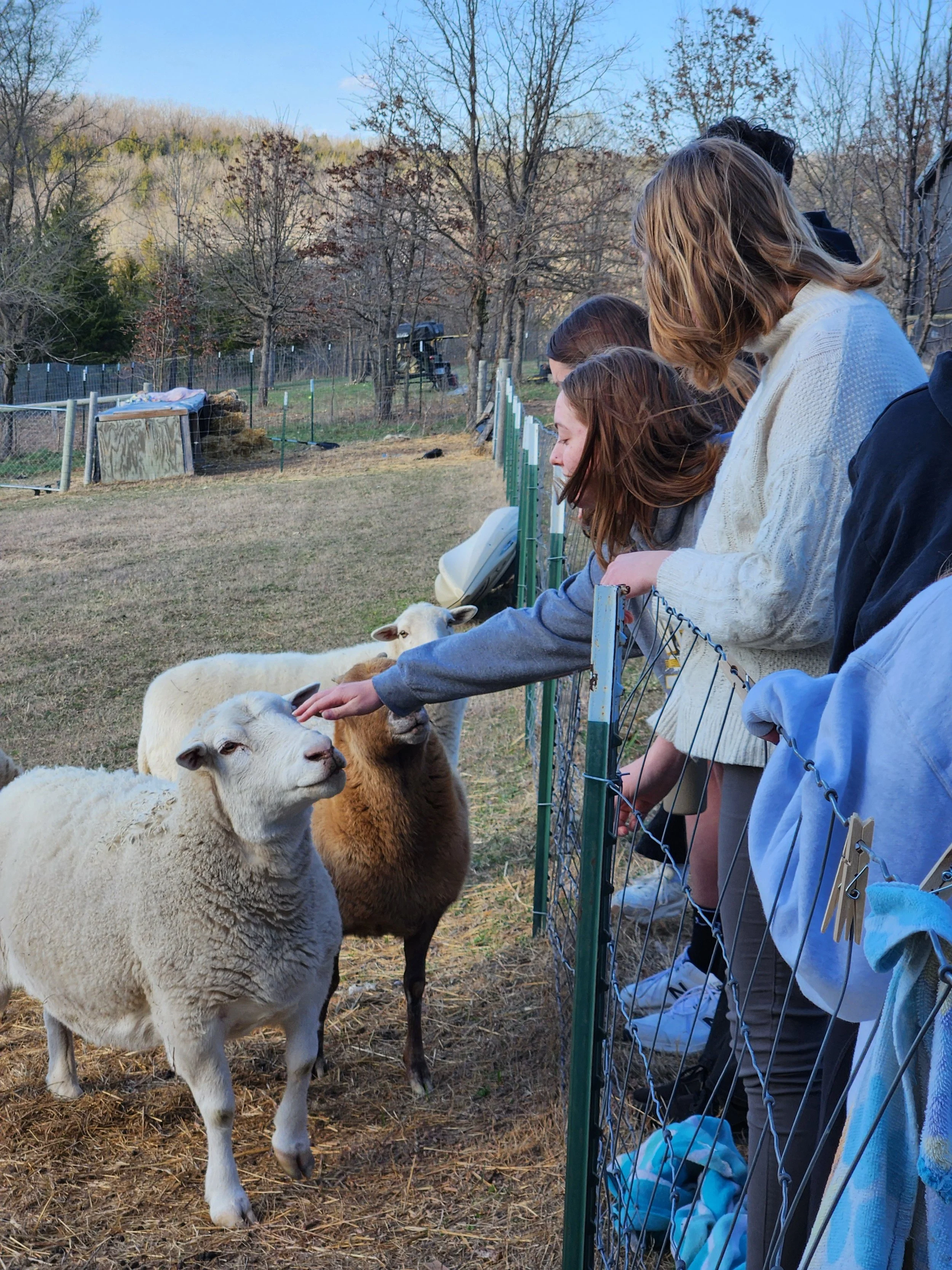 People petting sheep at a farm.