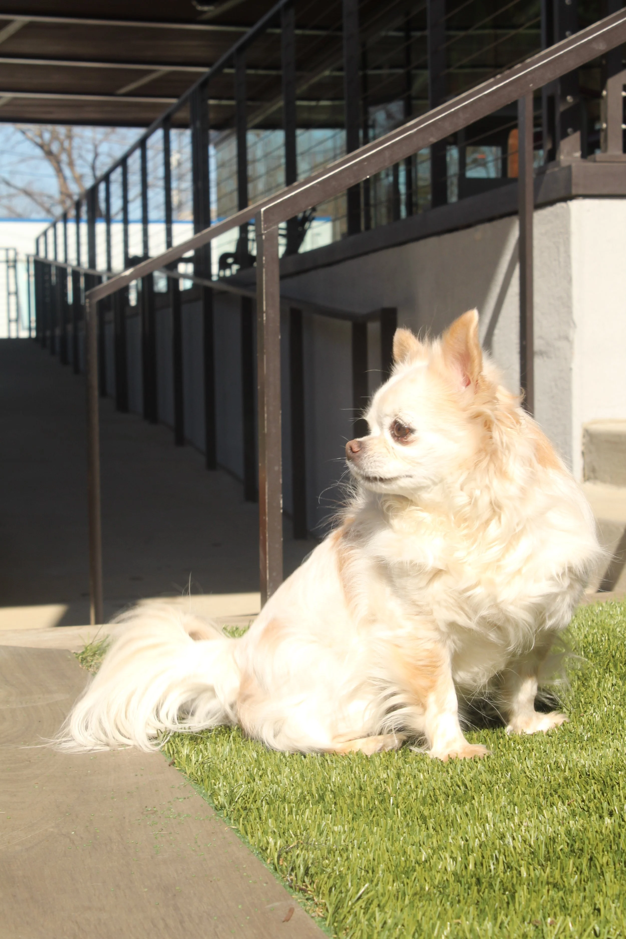 Two small dogs resting on a grass mat outside a building with metal railing and glass windows, clear sky, and trees in the background.