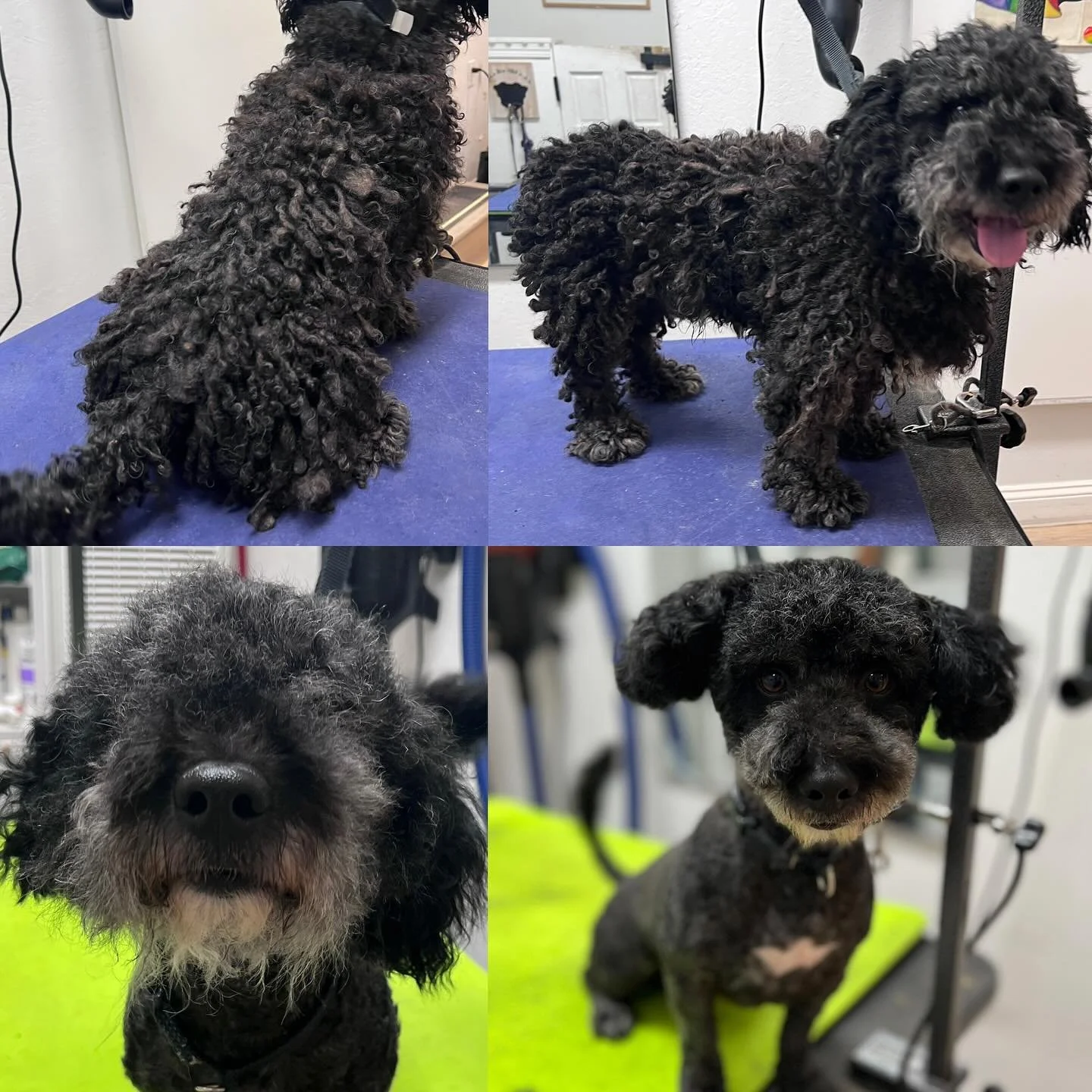 Major cleanup alert! Newly rescued Mr. Darcy stopped by for his freedom groom and will soon be up for adoption through @dpsrescue! He charmed us all with his friendly, outgoing nature and even let us pause for some mid-groom kisses.