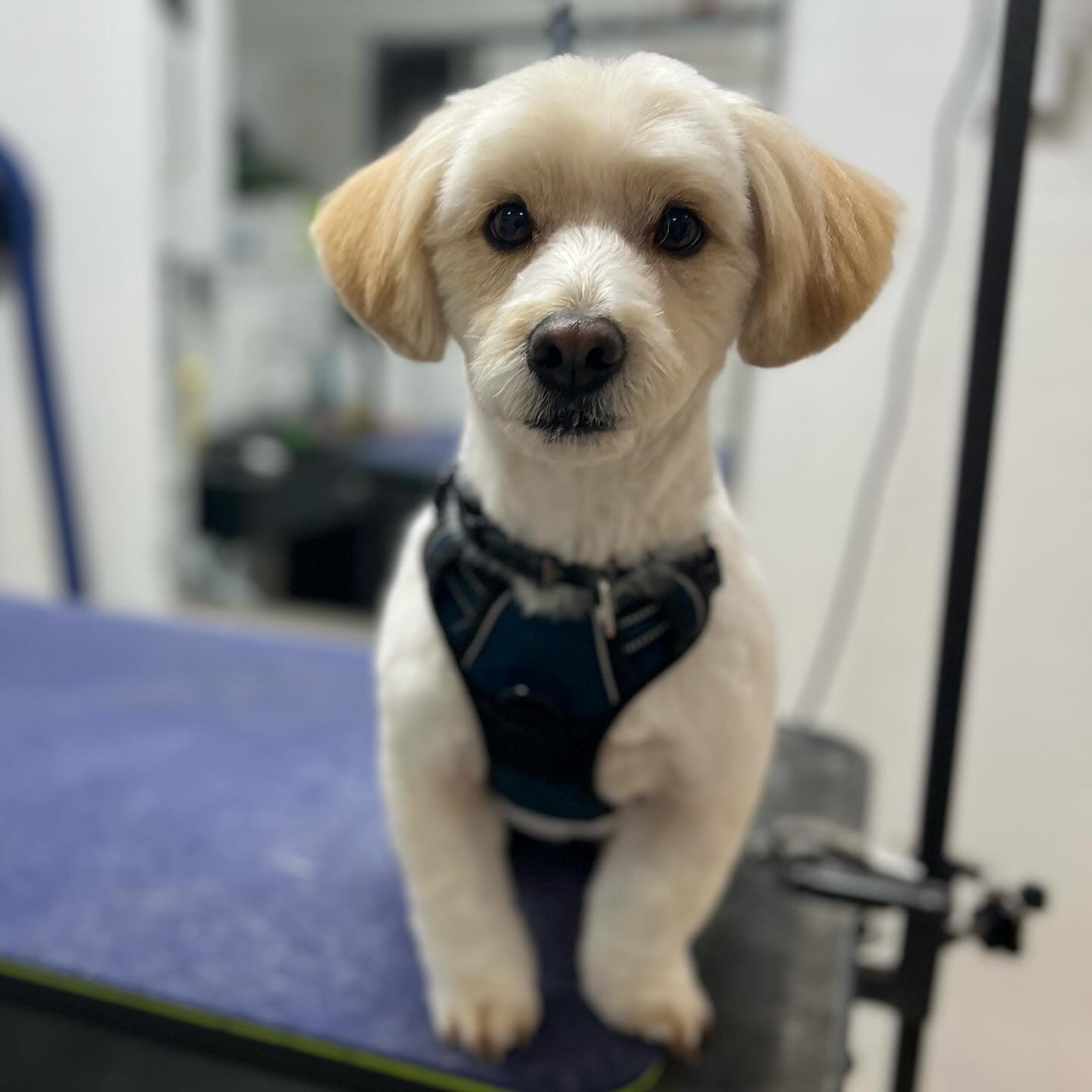 We&rsquo;re so proud of Mr. Mayo! This cutie pie was a shy, nervous pup when he was rescued and terrified of grooming. Thanks to the dedication of his owners, and a lot of patience, Mr. Mayo is finally coming out of his shell, wagging his tail, and t