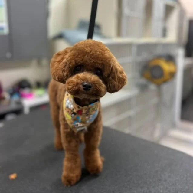 Milo&rsquo;s first visit at VIP! Swipe for his before 🐶✂️