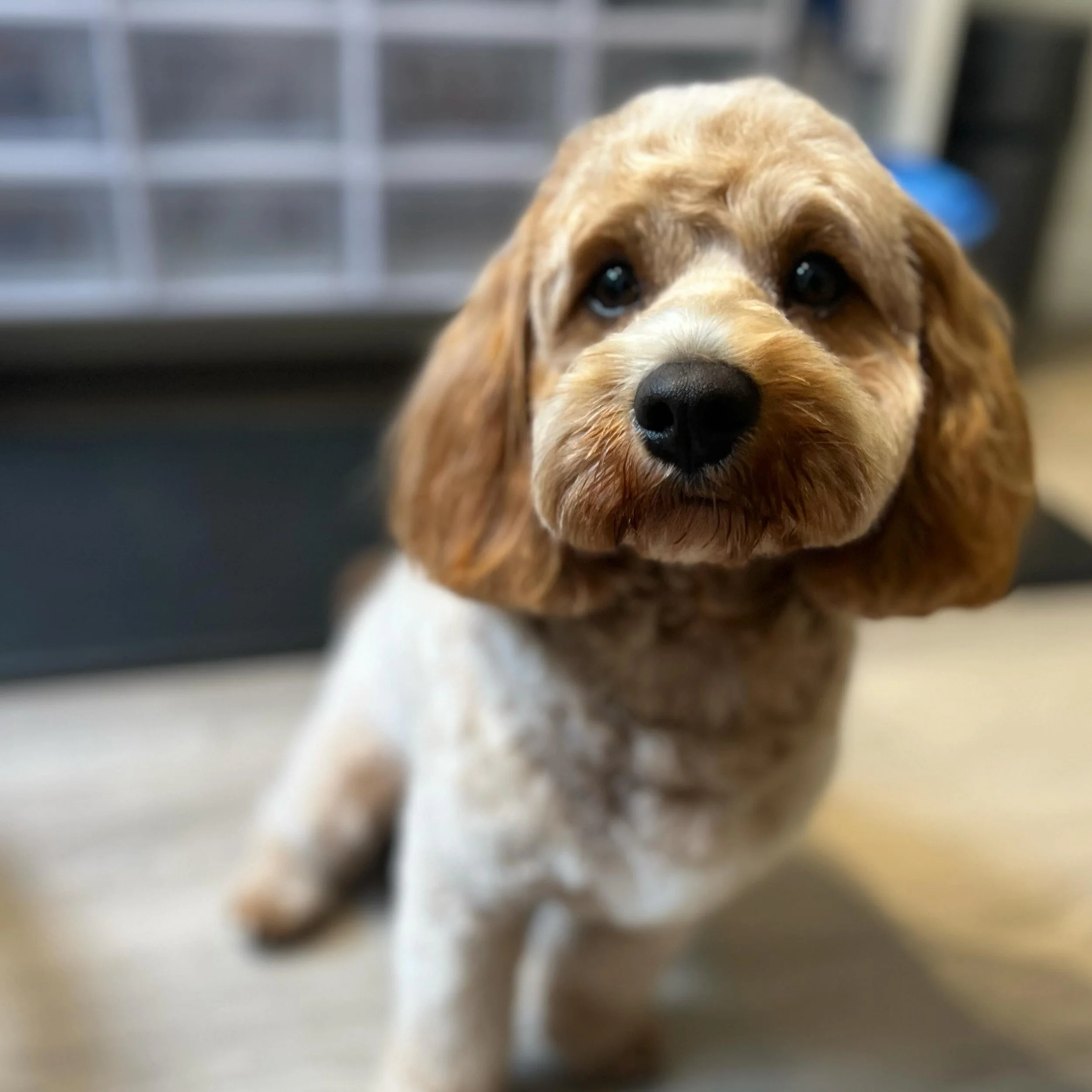 Neighborhood ambassadog and certified good boy, Harley Davidson!