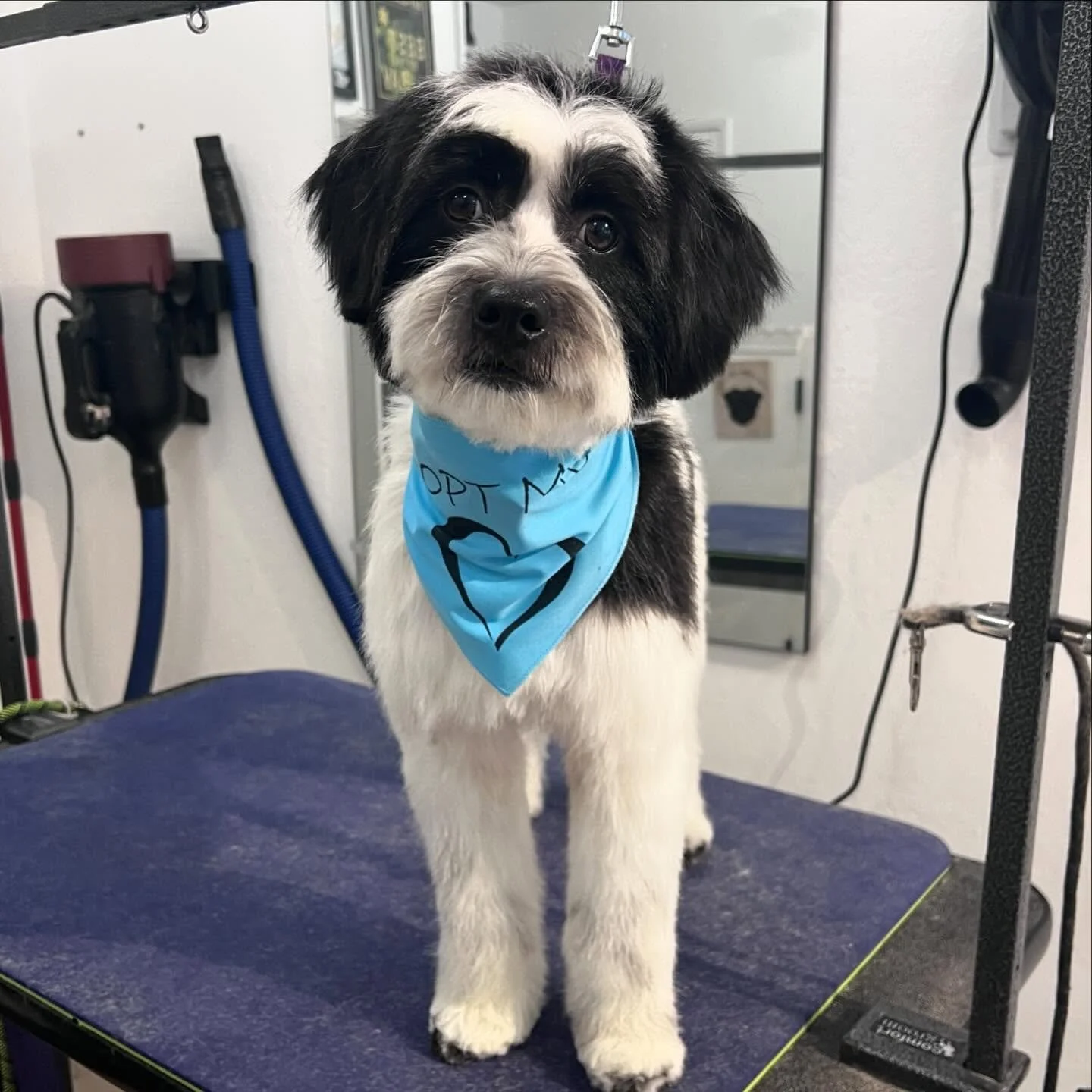 It&rsquo;s always a pleasure when @dpsrescue reaches out with newly rescued pups who need makeovers! Today we got to spruce up Pajamas and Little Prince.