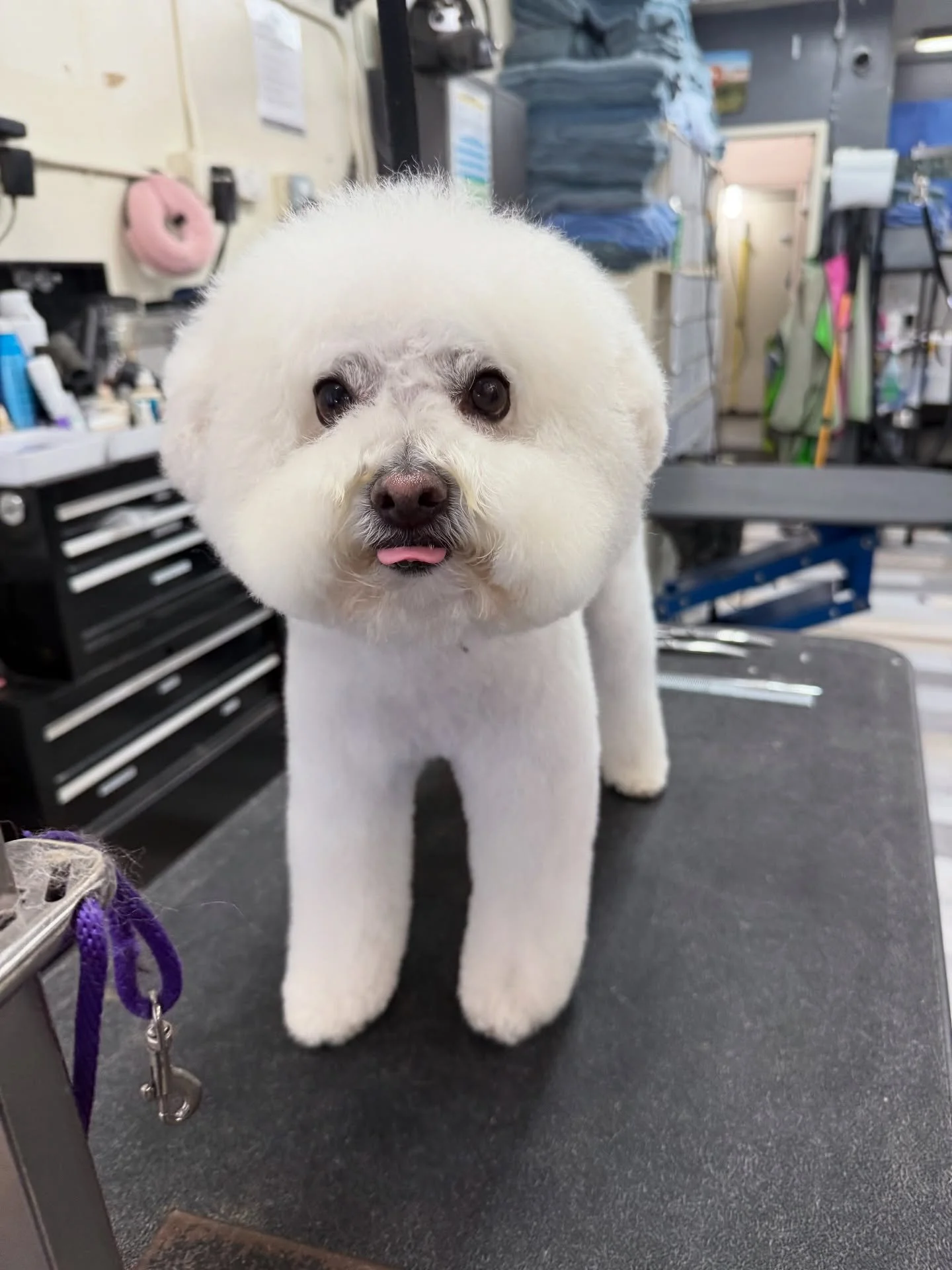Donut the handsome poodle mix 🍩😍🥰