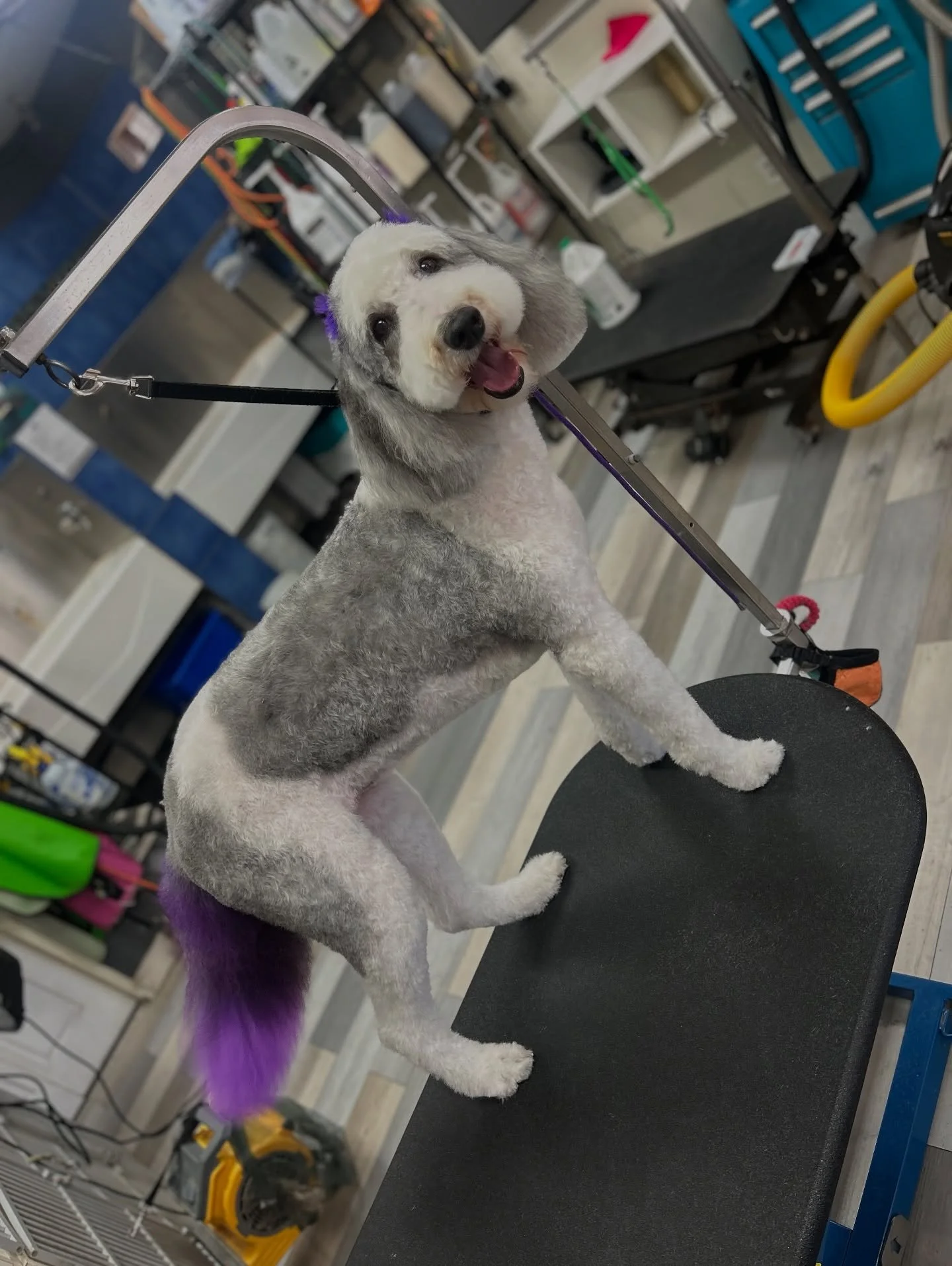 Daisy is looking fabulous with her new purple tail and matching purple hair bows!✨ 💜  Ask about our pet safe hair dye! 🎨