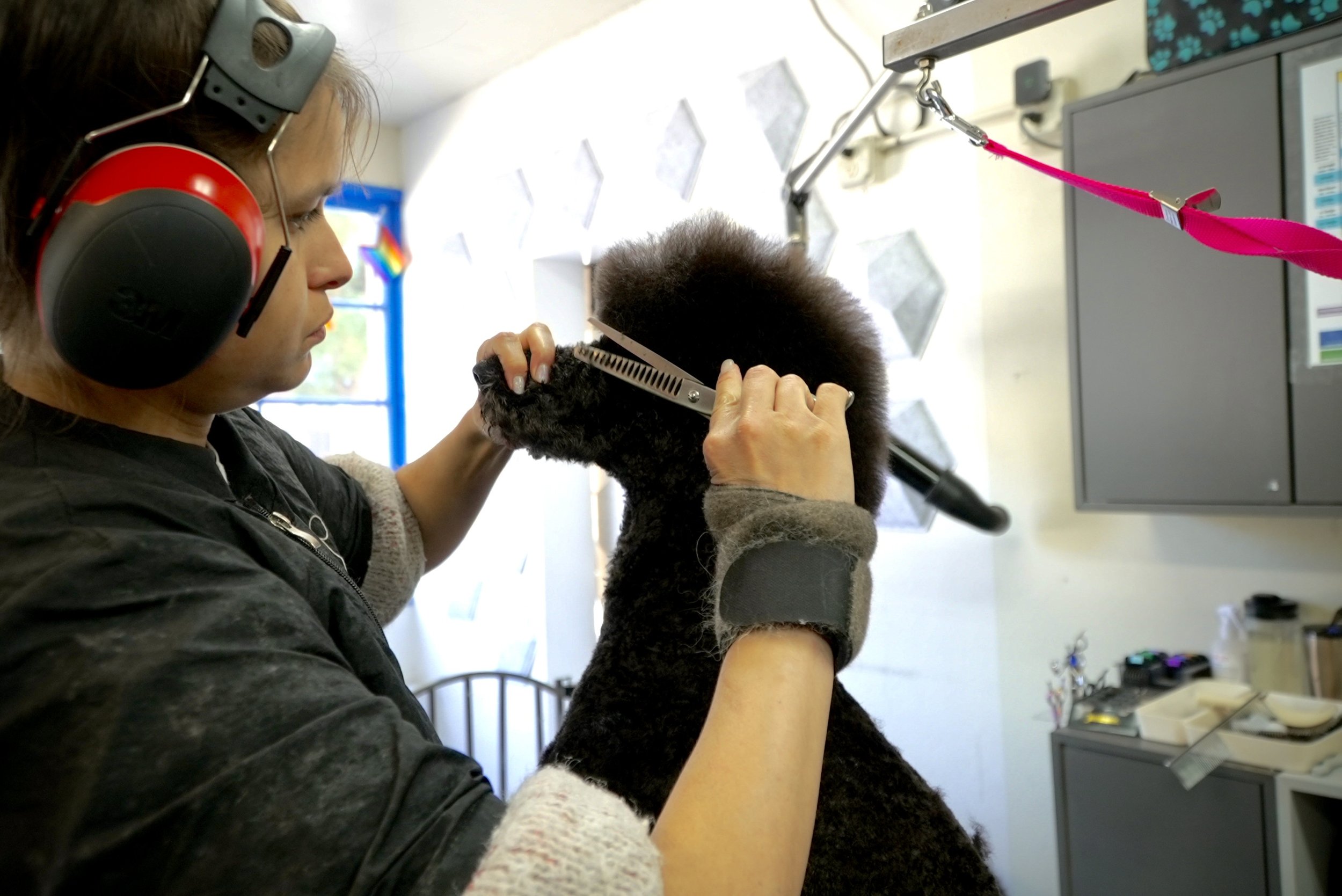 A veterinarian grooming a black poodle at a veterinary clinic or grooming salon.
