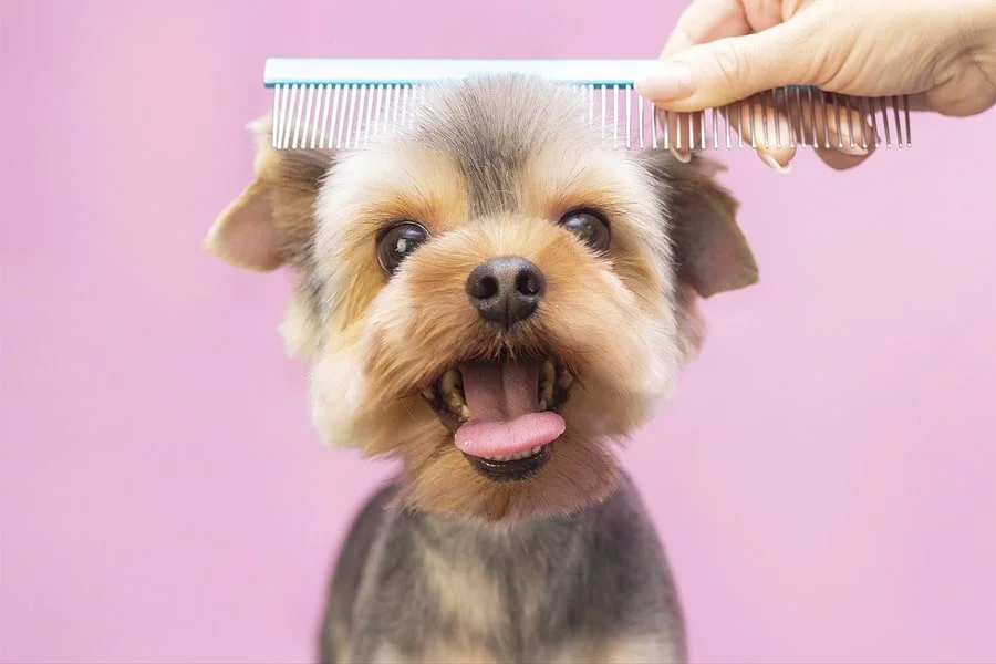 A small dog getting a haircut with a comb on its head, against a pink background.