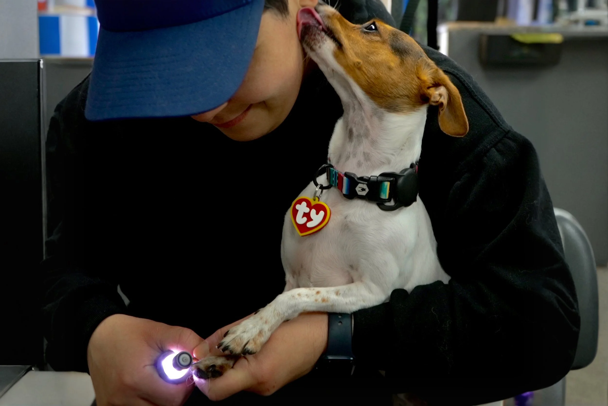 A person is holding a small dog while examining its paw with a flashlight. The person wears a blue cap and black clothing, and the dog is wearing a collar with a heart-shaped tag that says 'ty'.