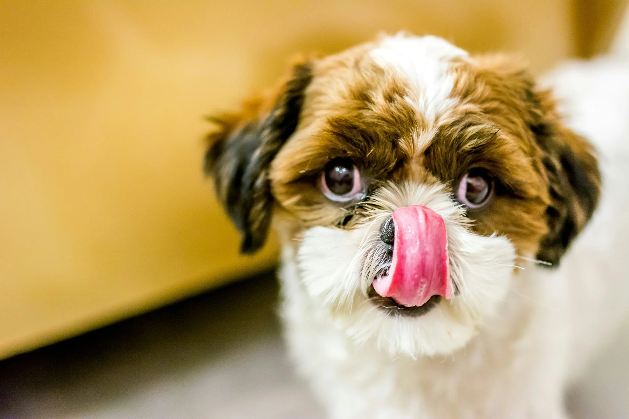 Guarding Your Pup's Plate: 5 Foods to Never Share with Your Dog