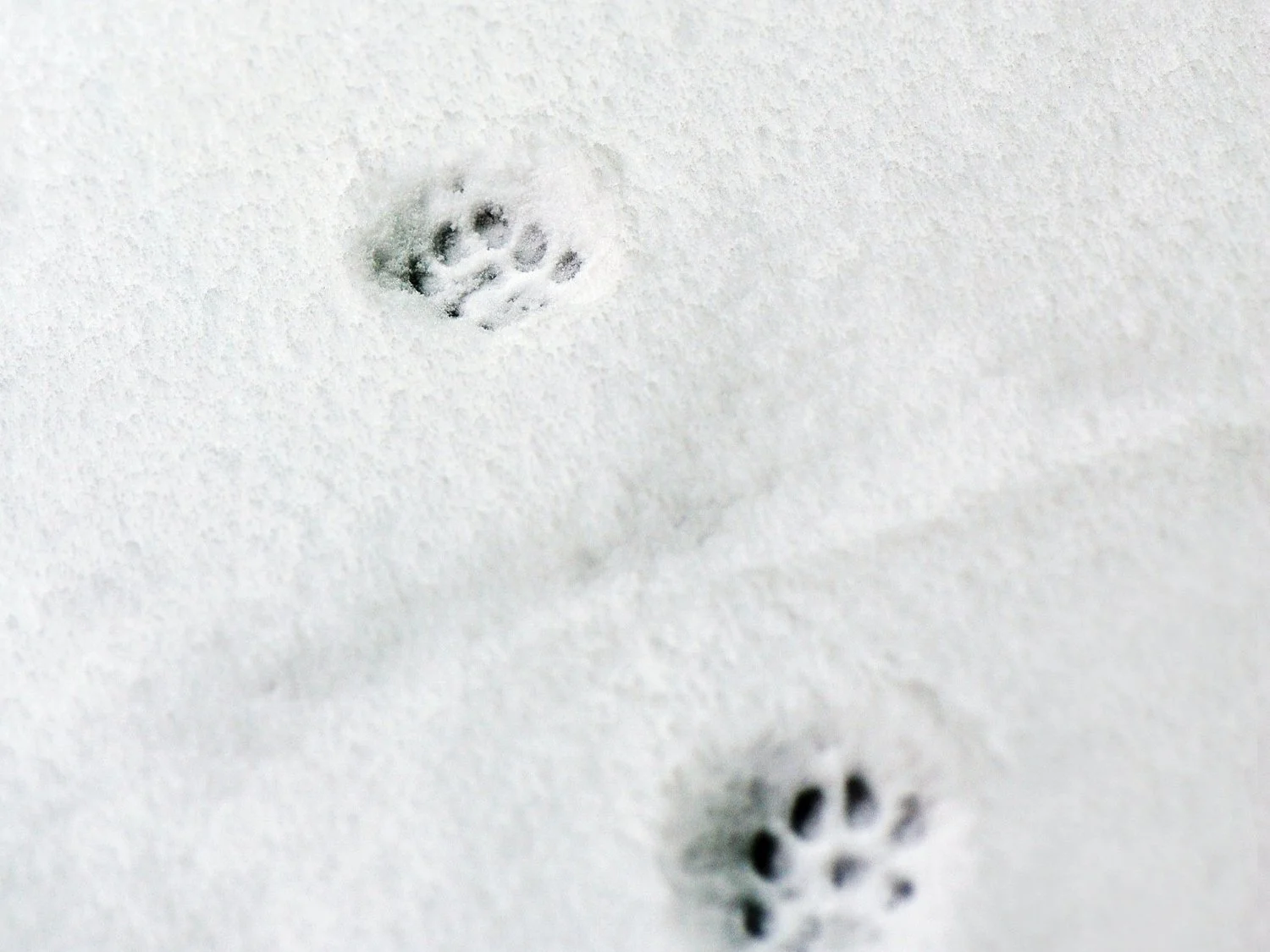 Two small cat footprints in the snow.