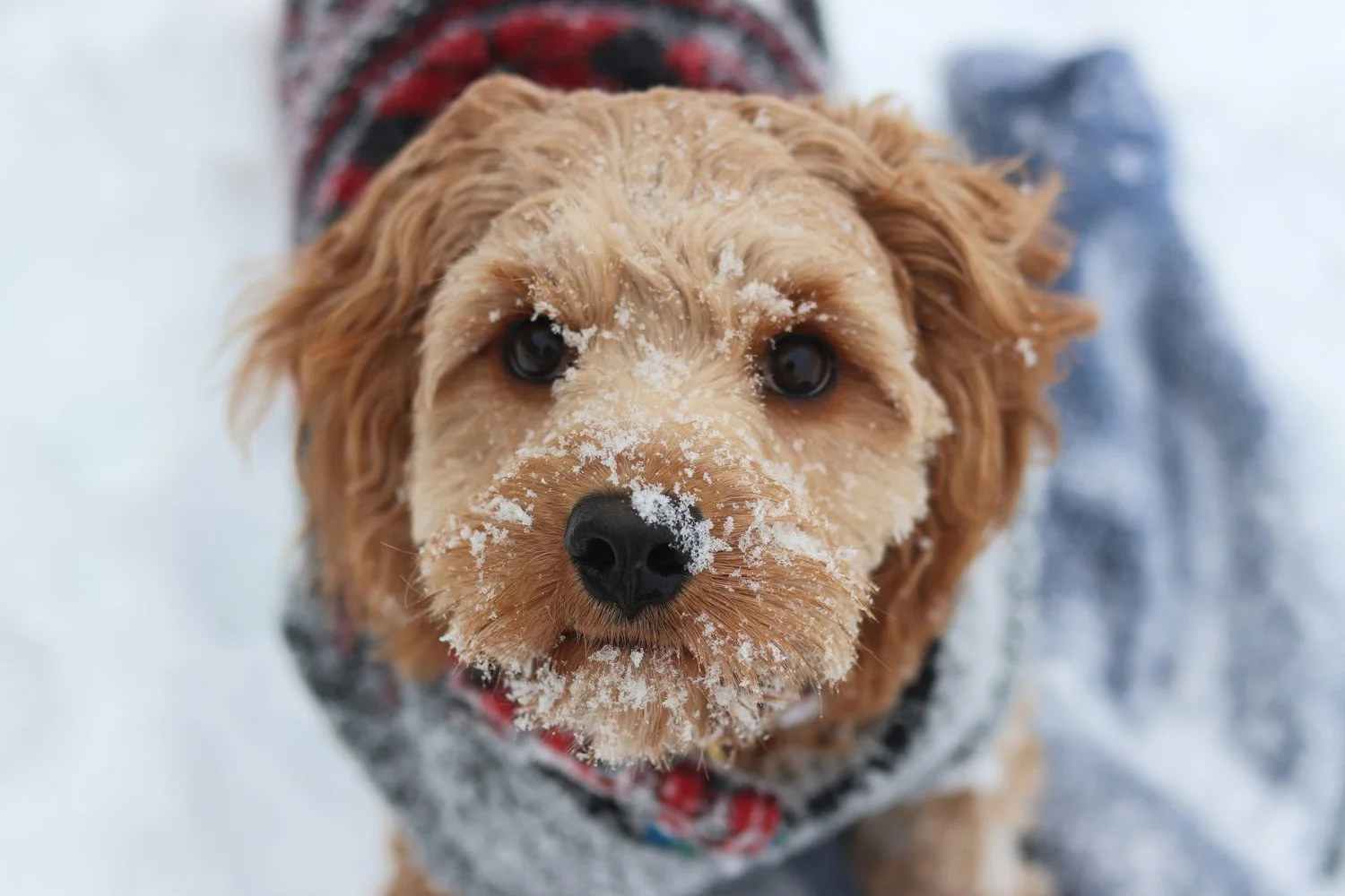 Small brown dog wearing a jacket out side in the snow.