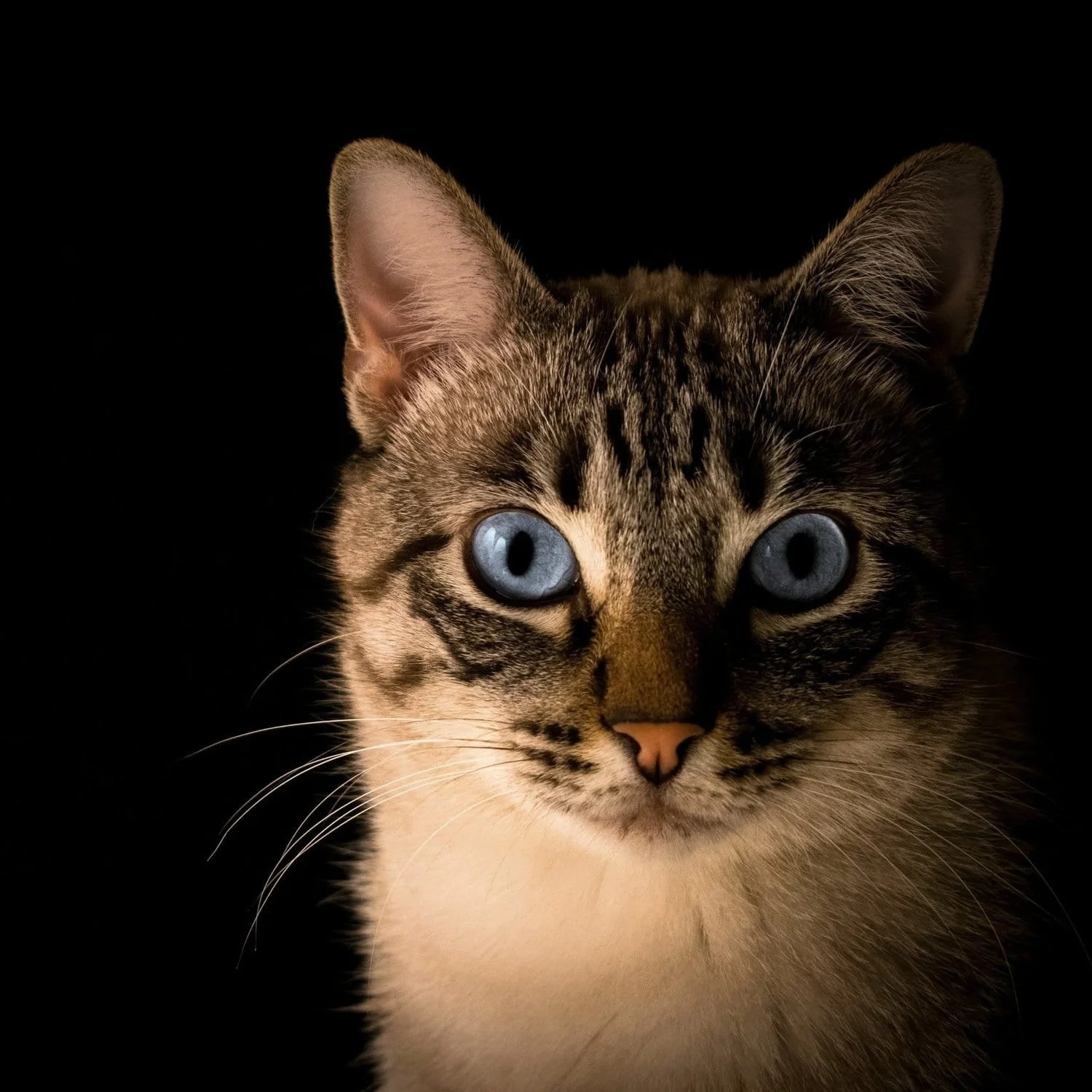 Siamese mix with blue eyes looks directly into camera.