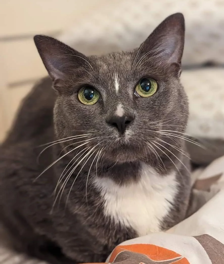 Gray tuxedo cat with green eyes looks relaxed.