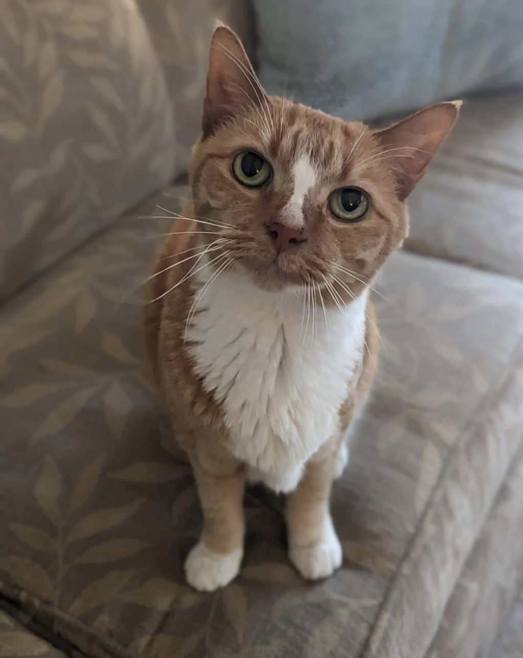 Orange kitty with white chest and green eyes sits on couch.