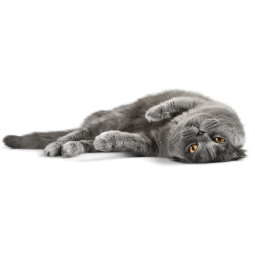 Gray cat lying on its side on a black background, looking at the camera.