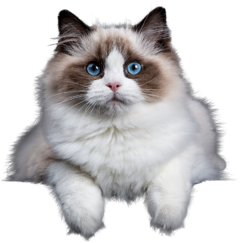 Ragdoll cat with blue eyes lying on a black background