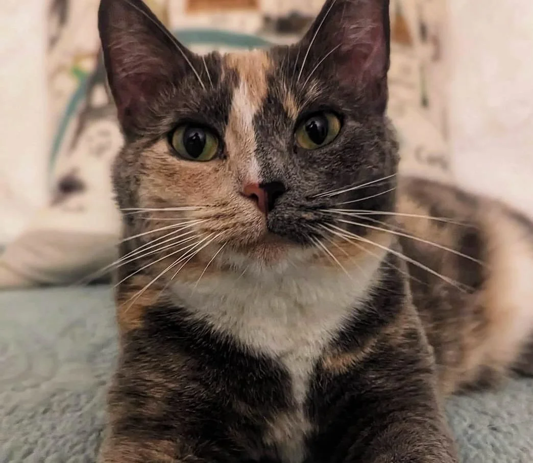 Close-up of a multicolored calico cat lying on a surface, staring directly at the camera with green eyes.