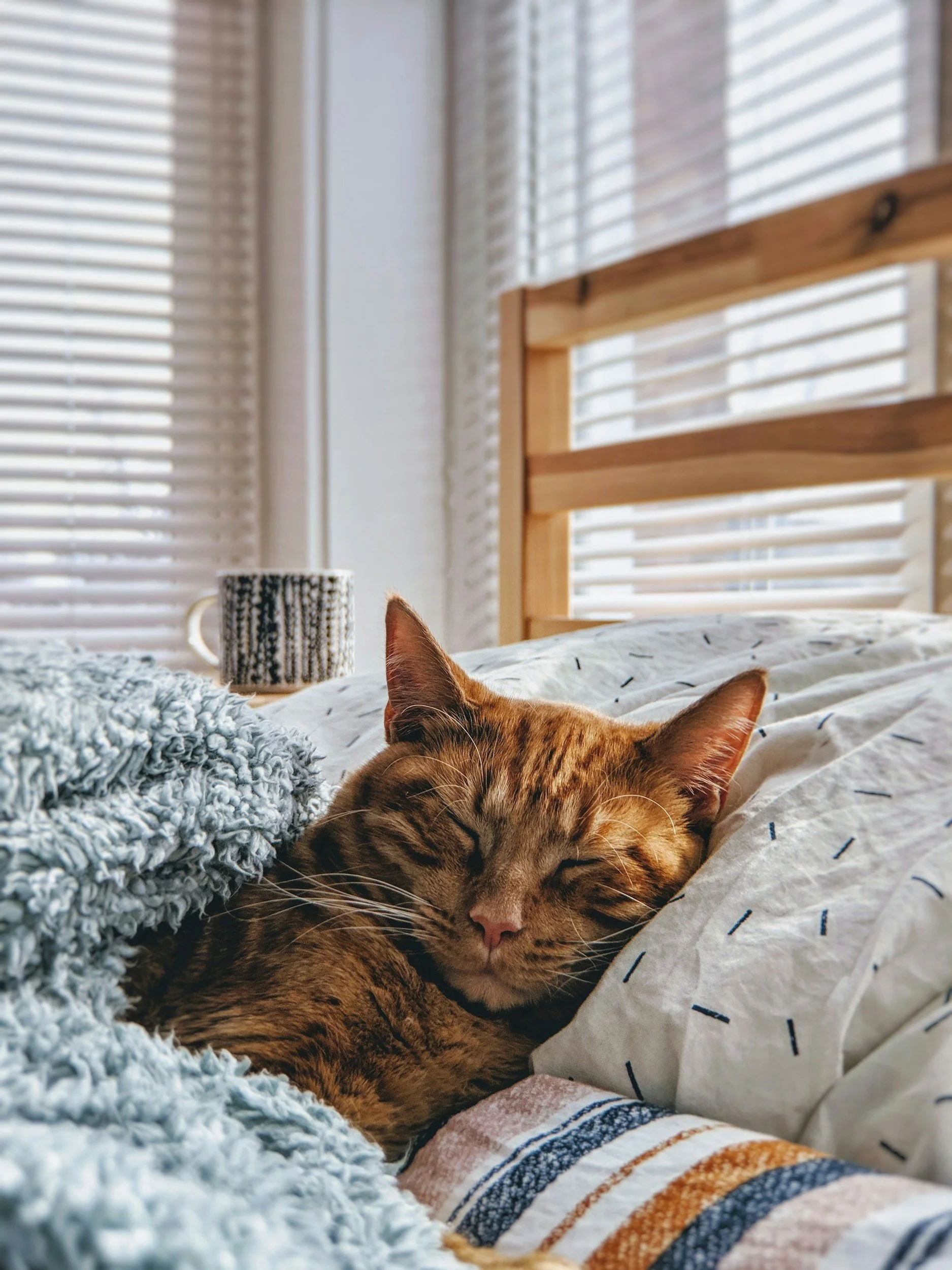 A sleeping orange tabby cat on a bed with a cozy blue blanket, pillows, and sunlight streaming through window blinds.
