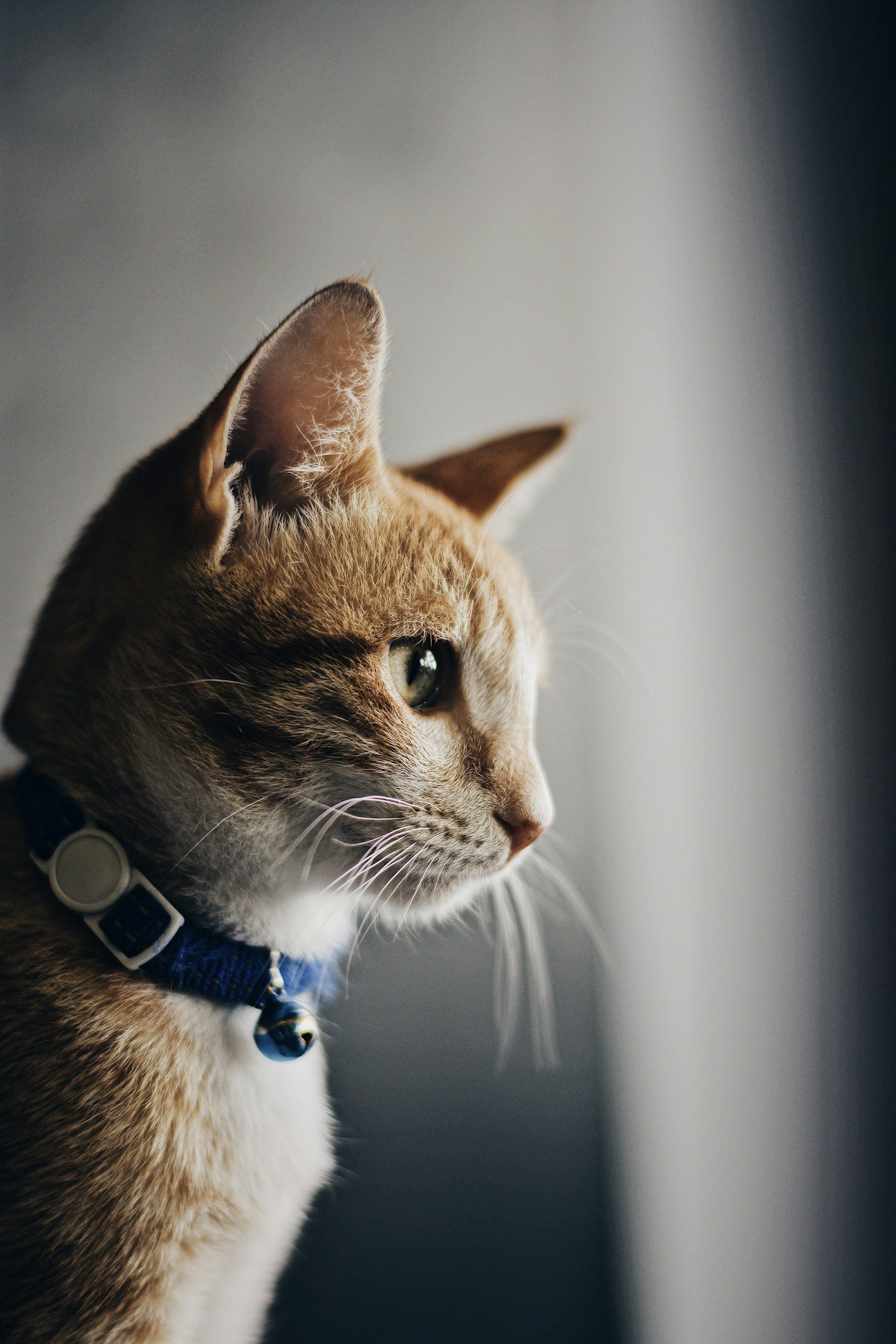 Close-up of a domestic cat with amber fur and green eyes, wearing a blue collar with a bell, looking to the right, softly lit with a neutral background.