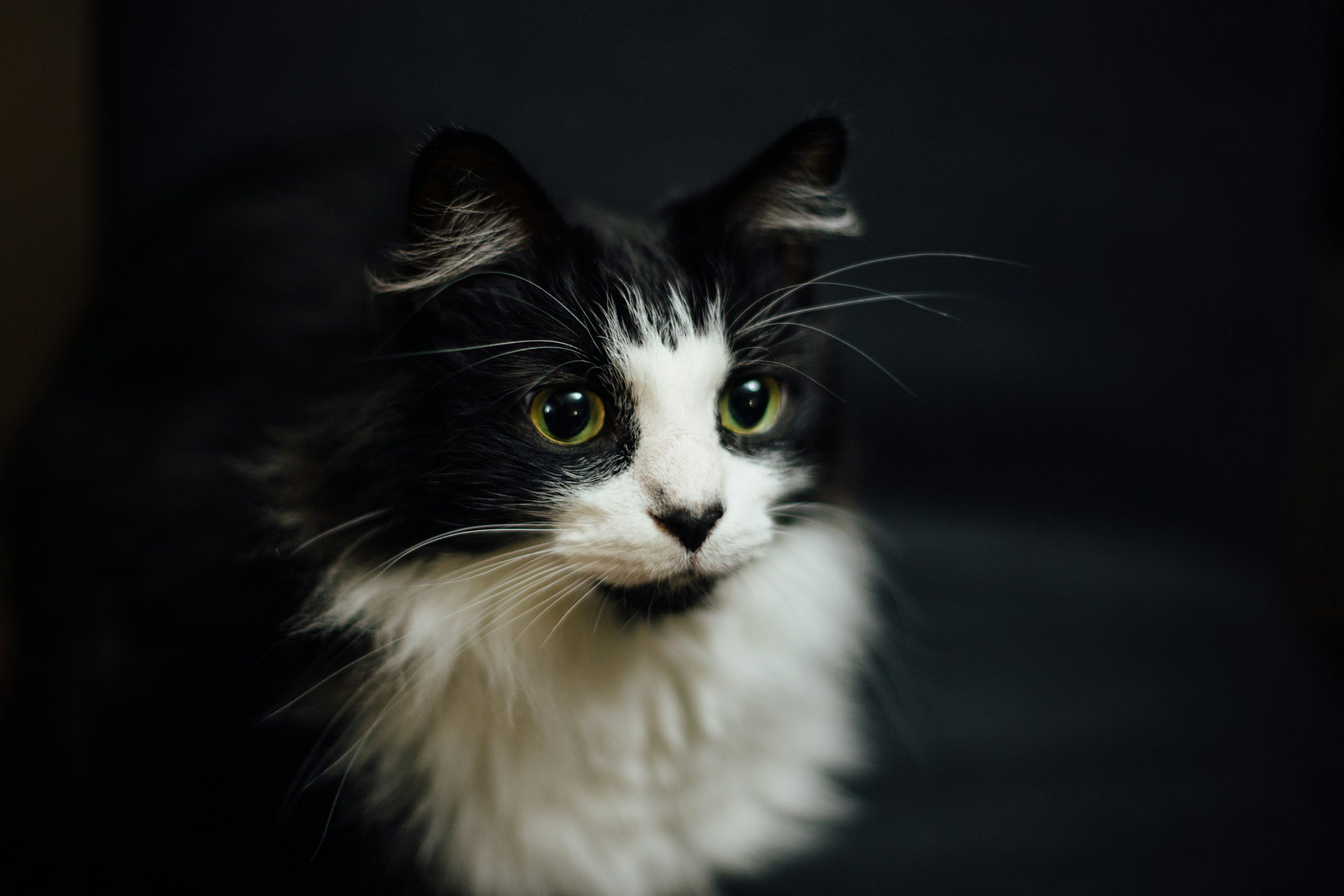 Close-up of a black and white long-haired cat with yellow-green eyes against a dark background.