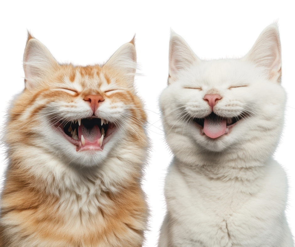 Two cats laughing with eyes closed, showing teeth and tongue out.
